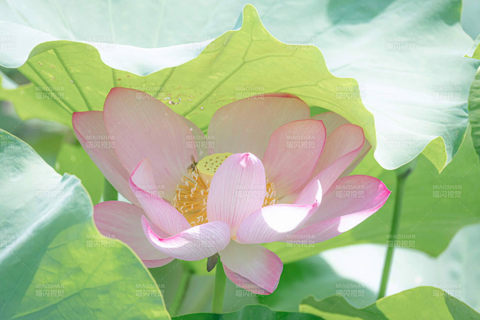 夏日荷花绽放美景图片