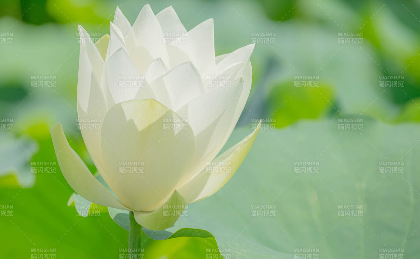 洁白莲花静谧绽放图片