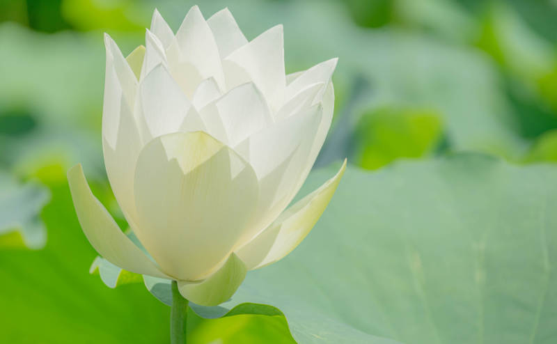 洁白莲花静谧绽放图片