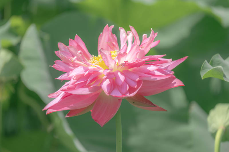 粉色莲花绽放于绿叶间图片