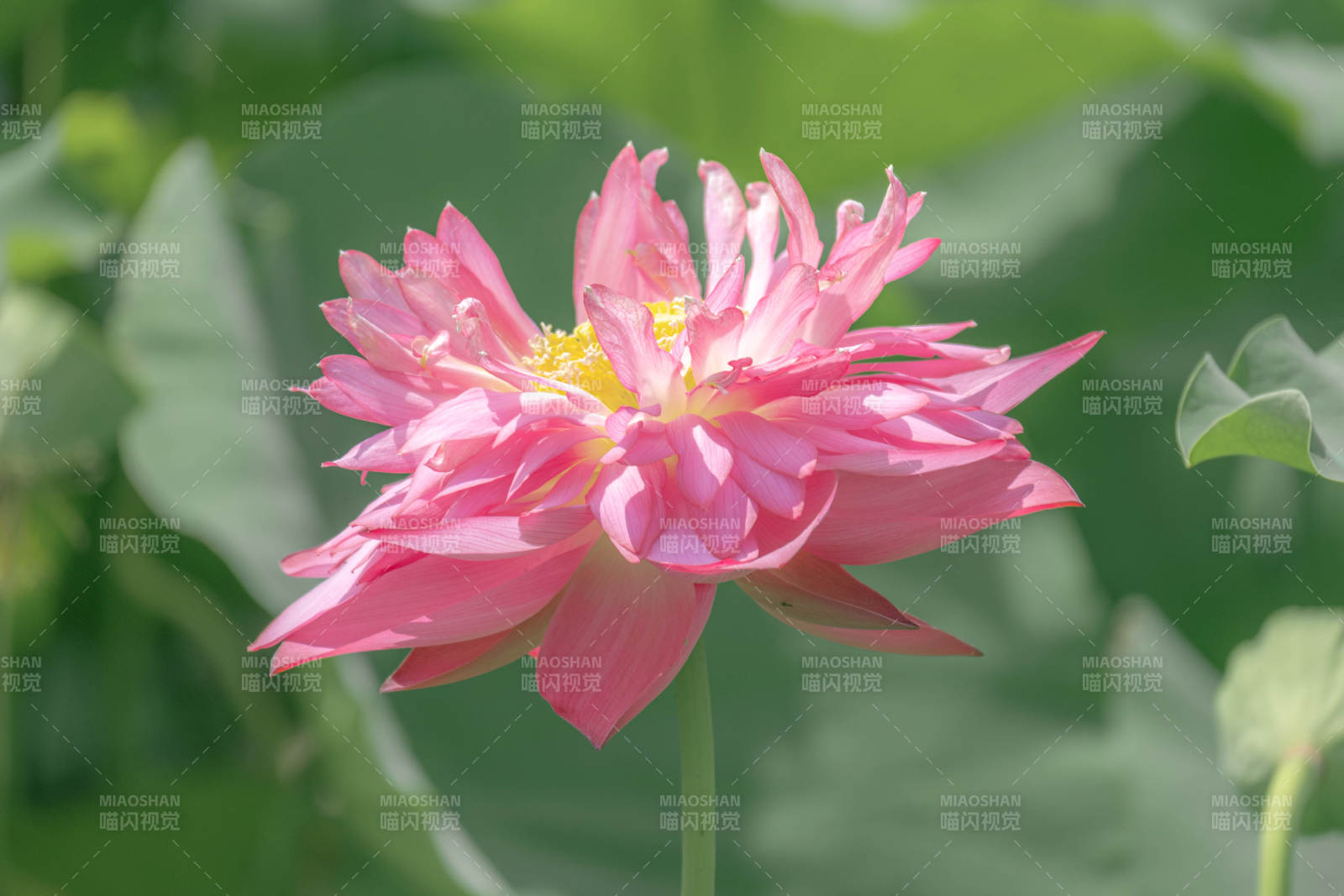 粉色莲花绽放于绿叶间图片