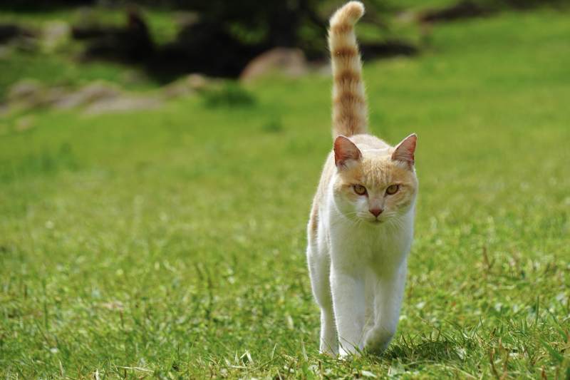 草地上的猫咪图片