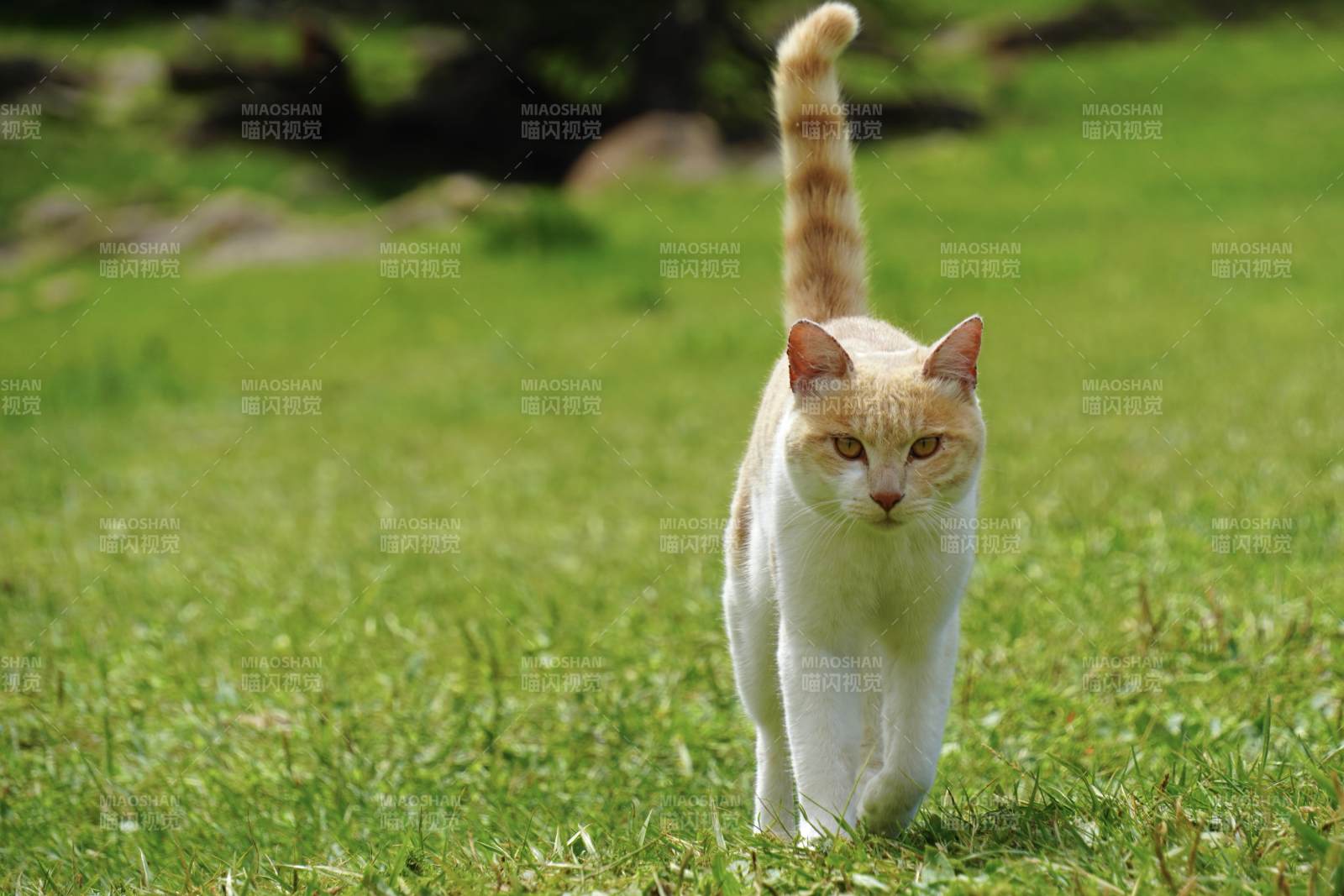 草地上的猫咪图片