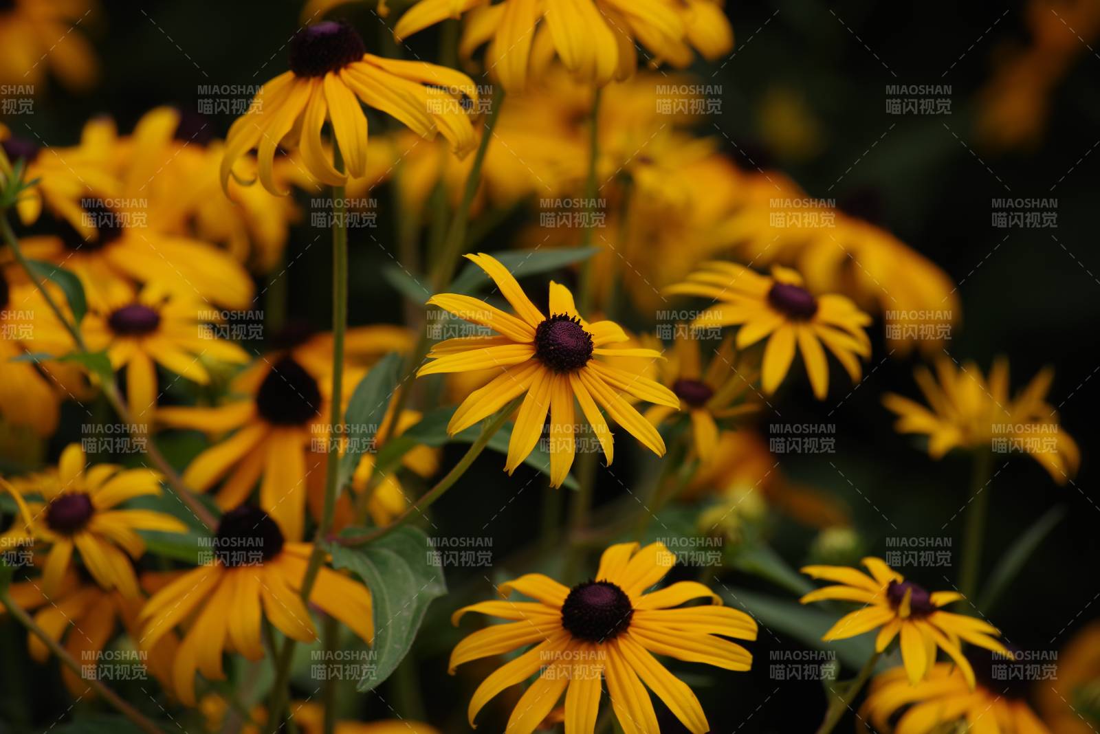 金黄色的雏菊盛开图片