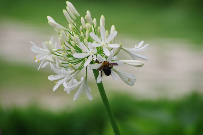 蜜蜂采蜜于白色花朵上图片