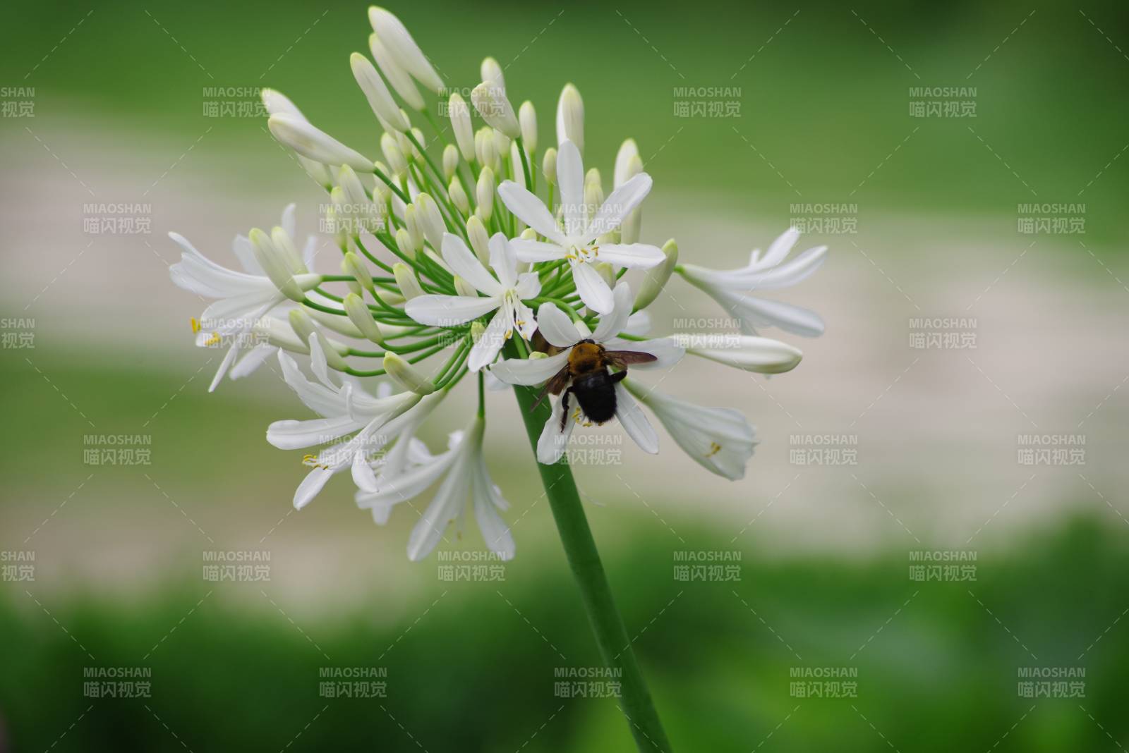 蜜蜂采蜜于白色花朵上图片