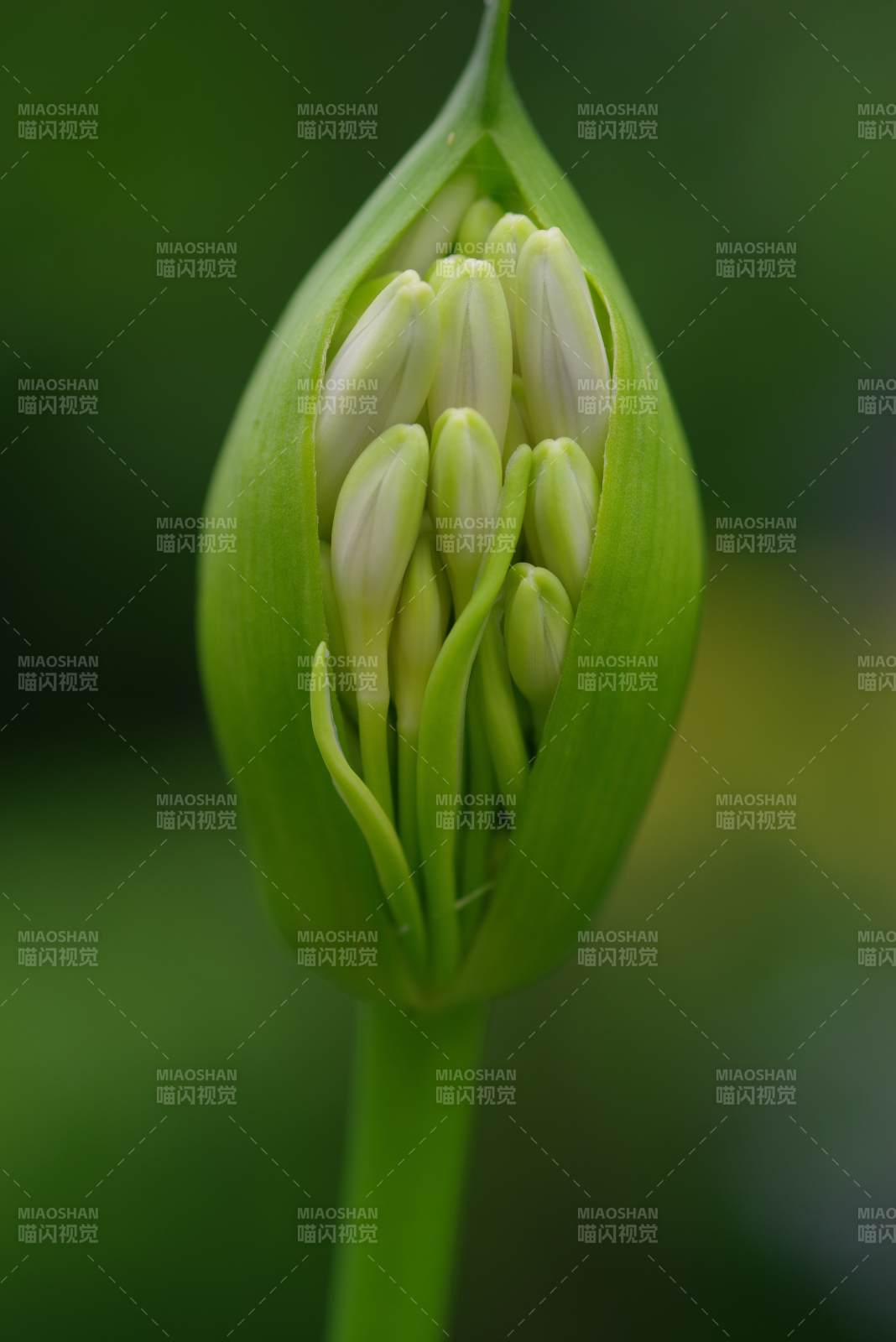 百子莲含苞待放的花蕾特写图片