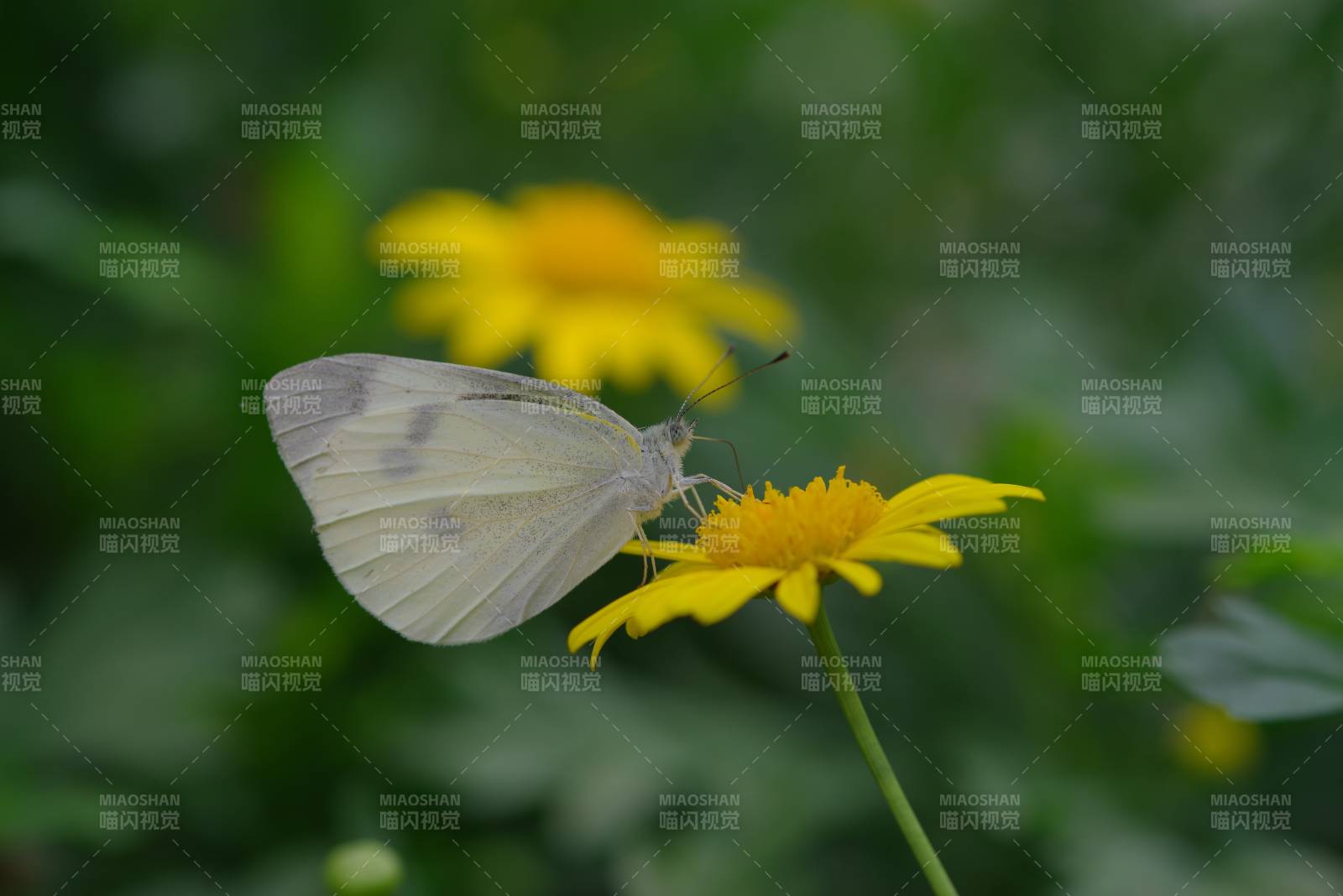 白蝶采蜜黄花间图片