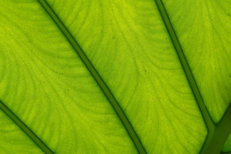 绿叶纹理特写图片