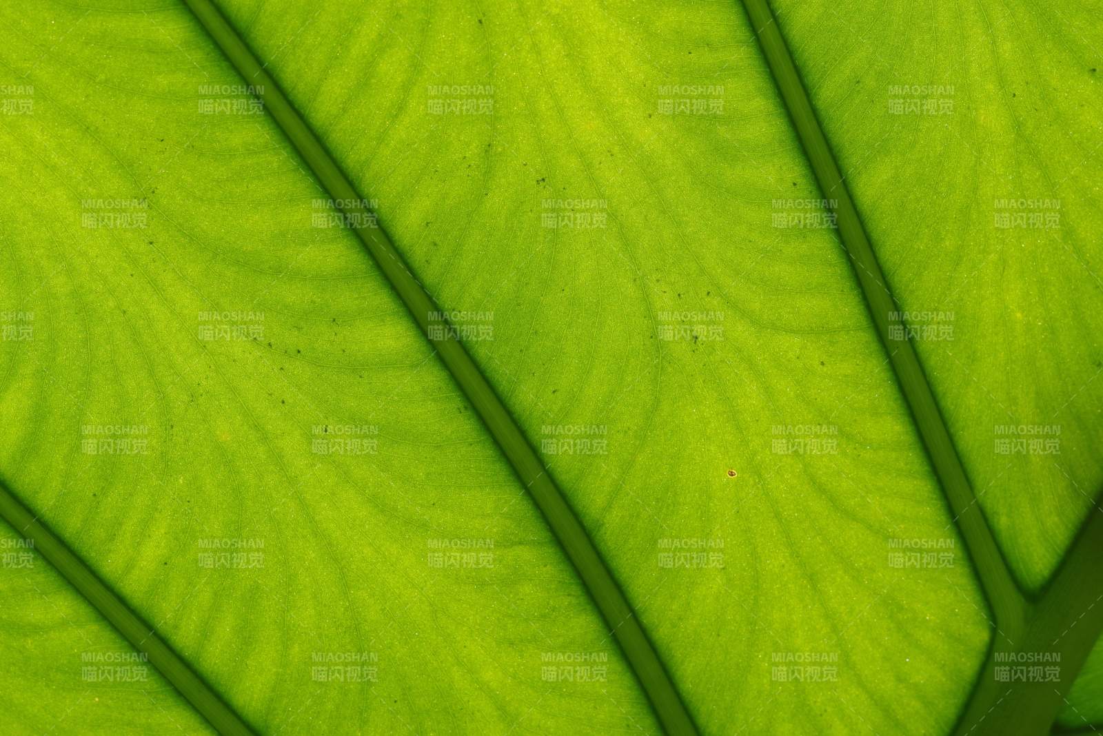 绿叶纹理特写图片