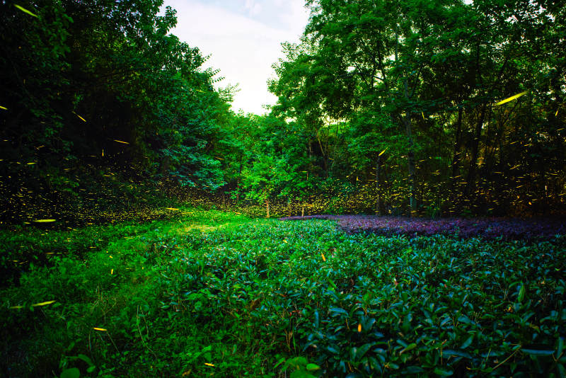 萤火虫森林夜景图片