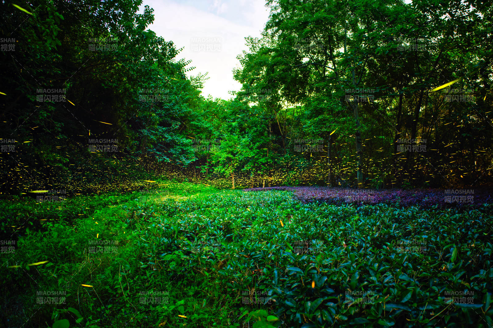 萤火虫森林夜景图片