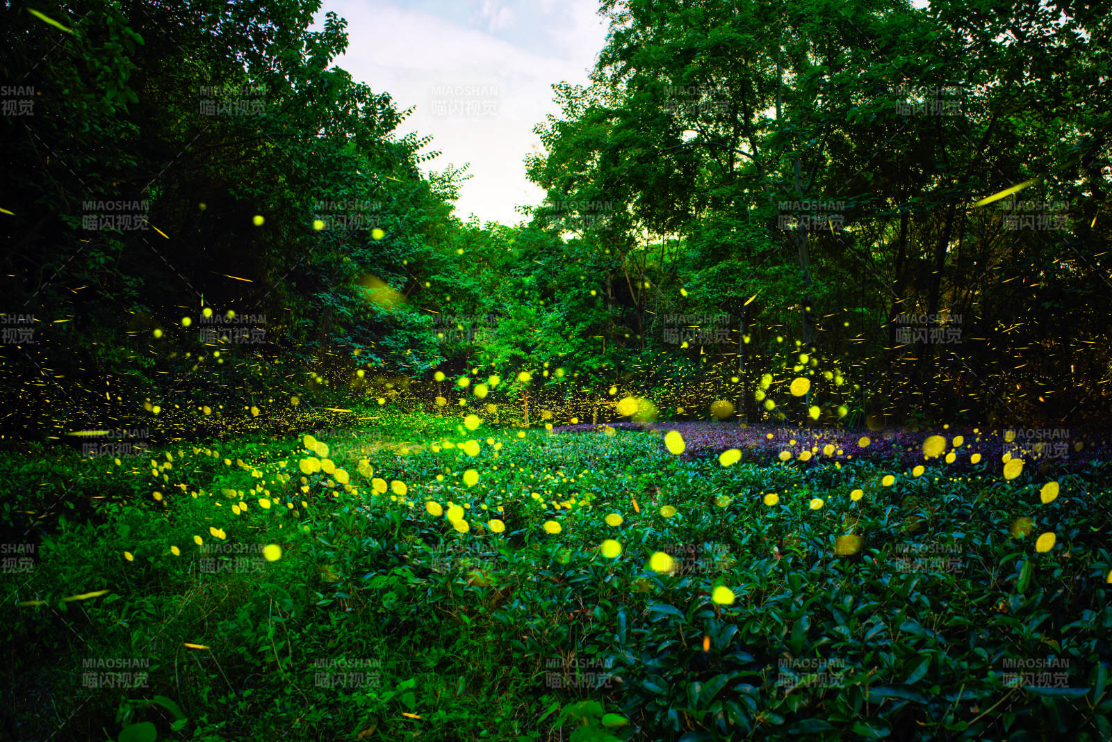 萤火虫夜景 梦幻森林图片