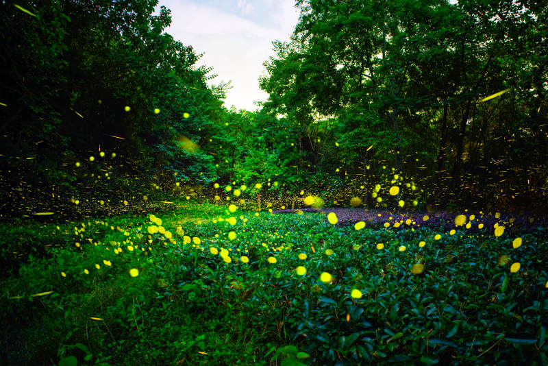 萤火虫夜景 梦幻森林图片