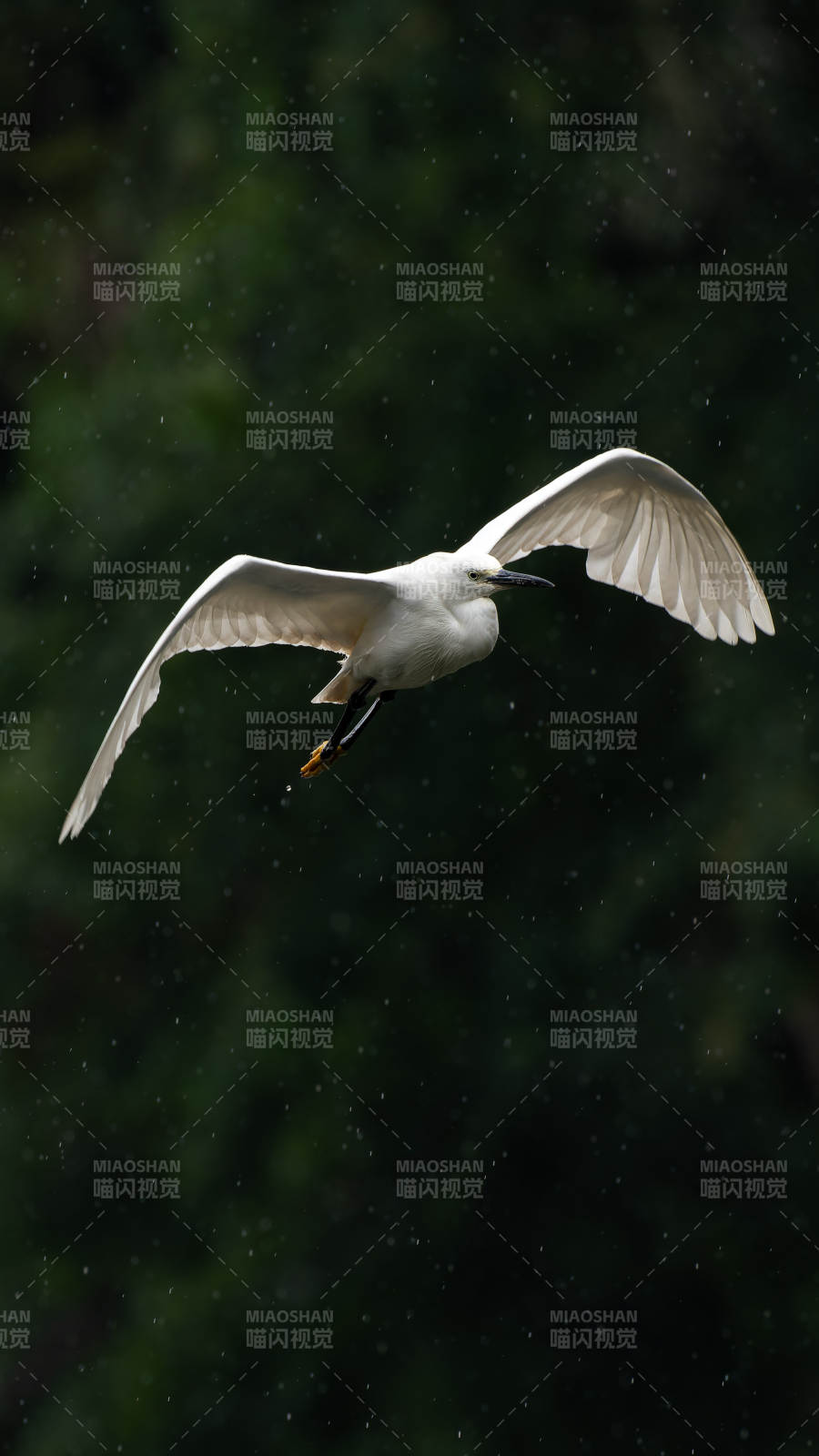 雨中飞翔的白鹭图片