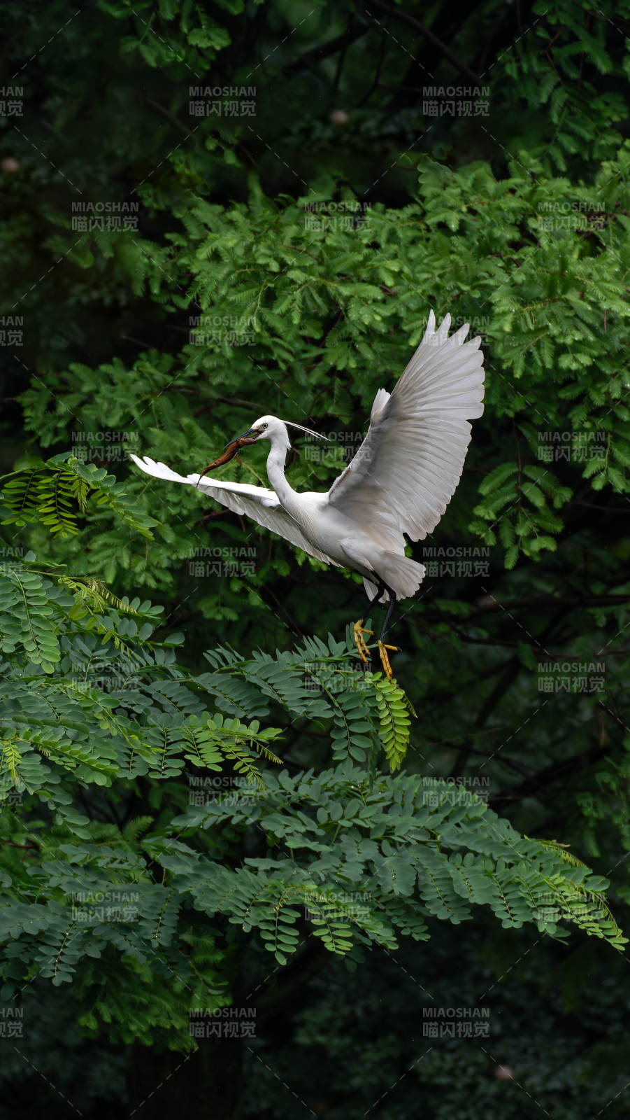 白鹭展翅 绿叶相伴图片