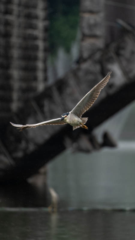 夜鹭展翅飞过桥下图片