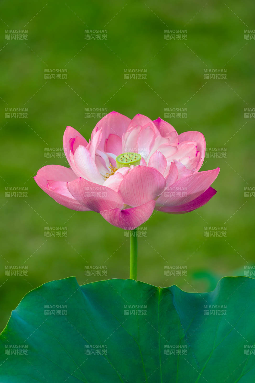 粉嫩莲花映绿叶图片