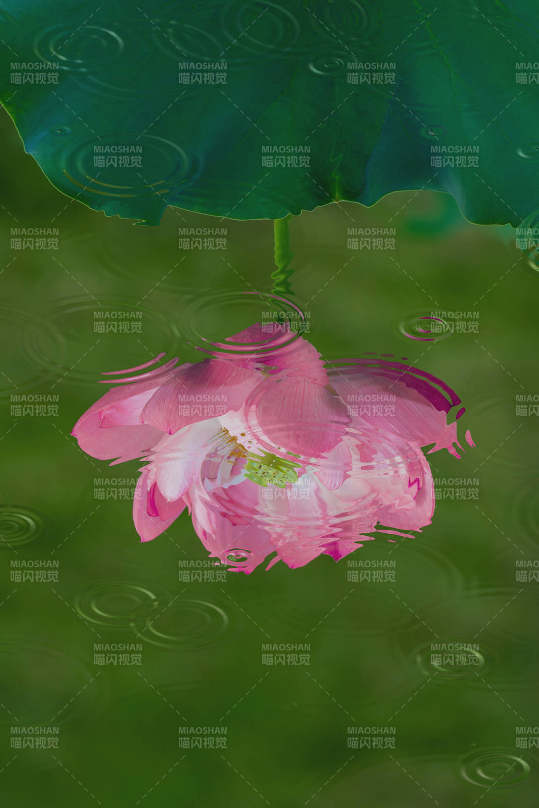 雨中莲花 静谧之美图片