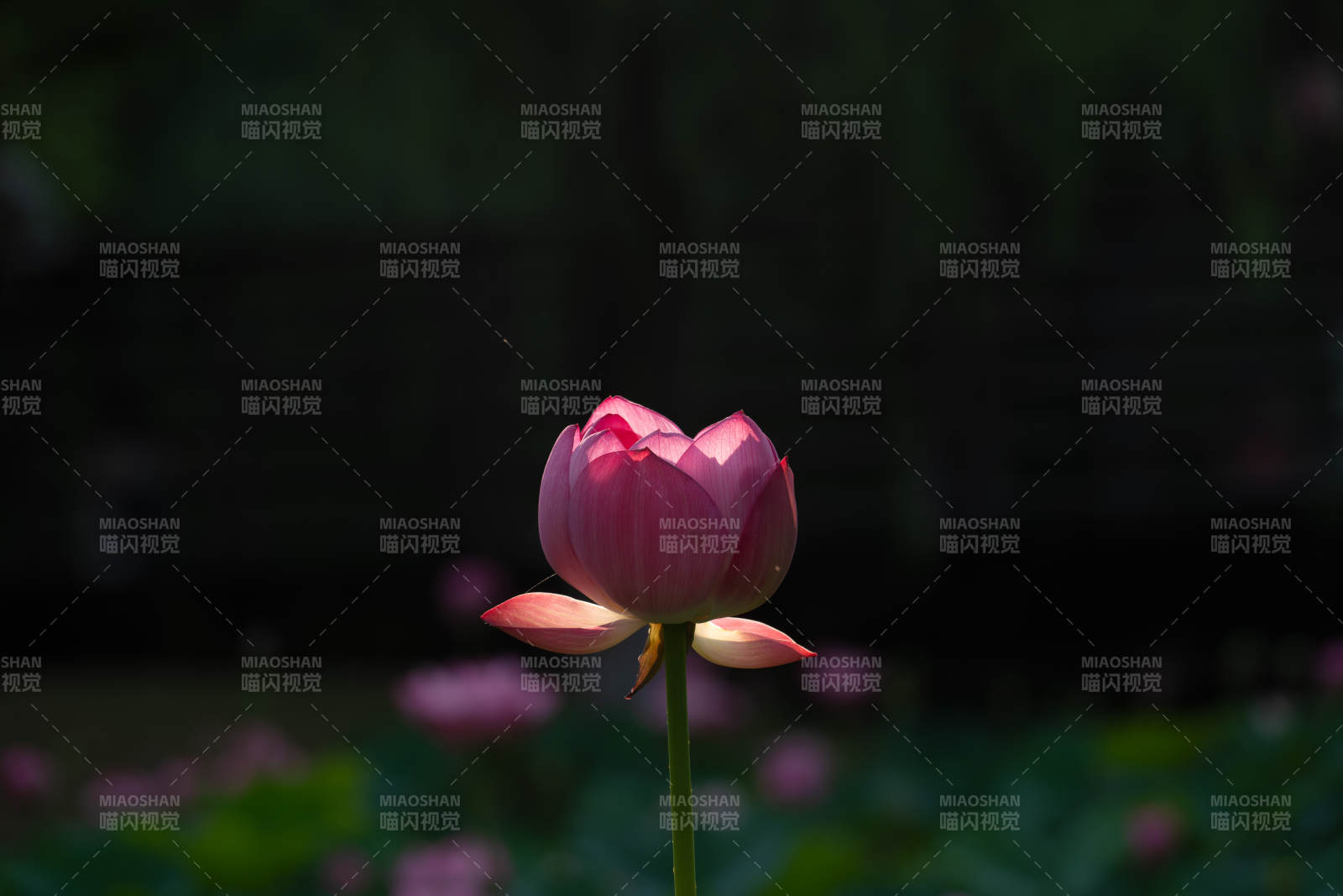 静谧池塘中的莲花绽放图片