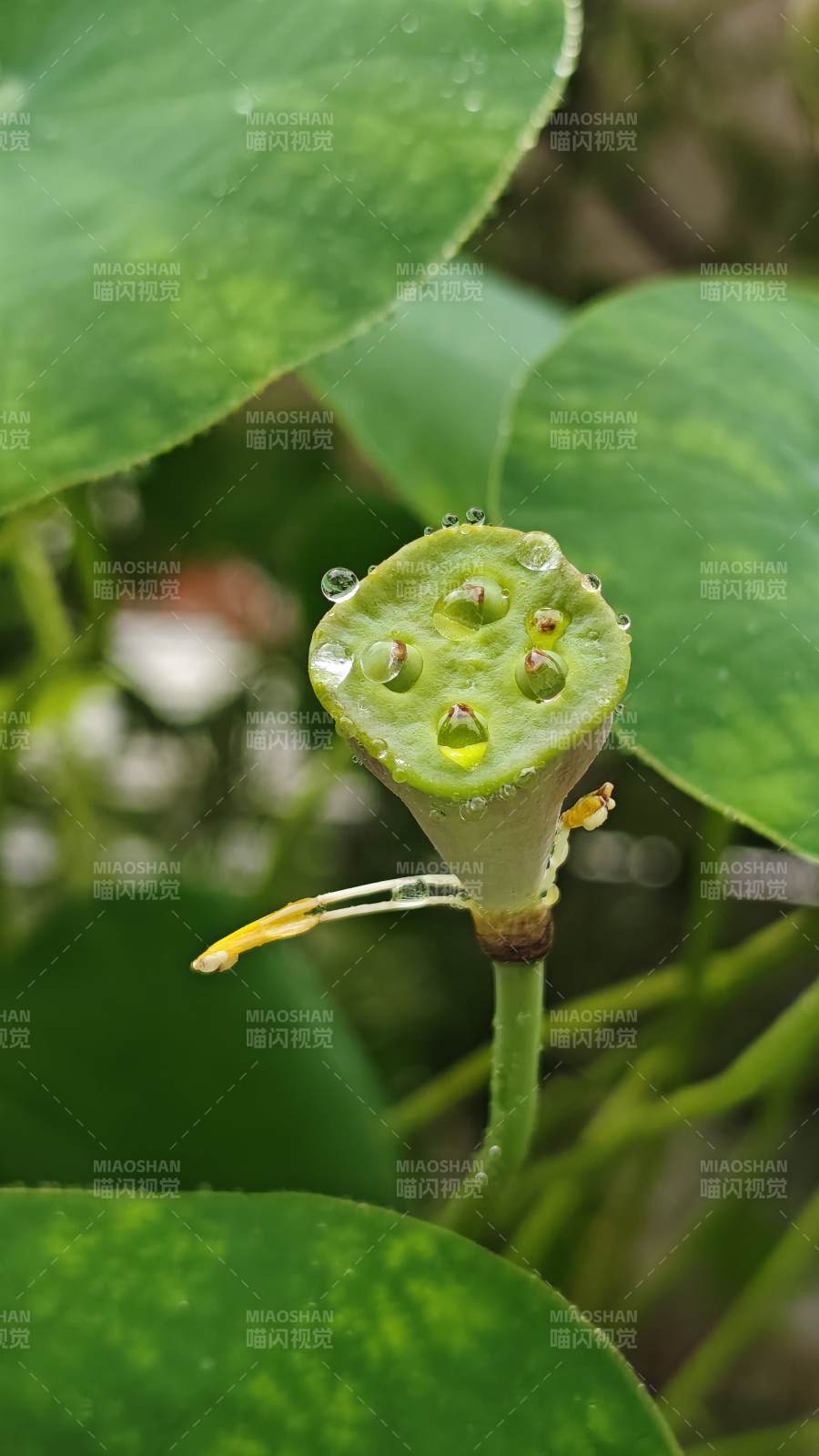 莲蓬上的露珠图片