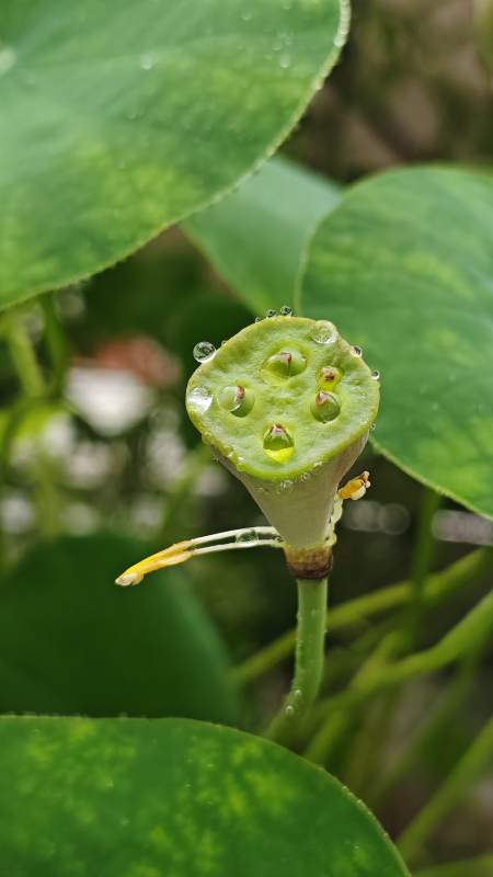 莲蓬上的露珠图片