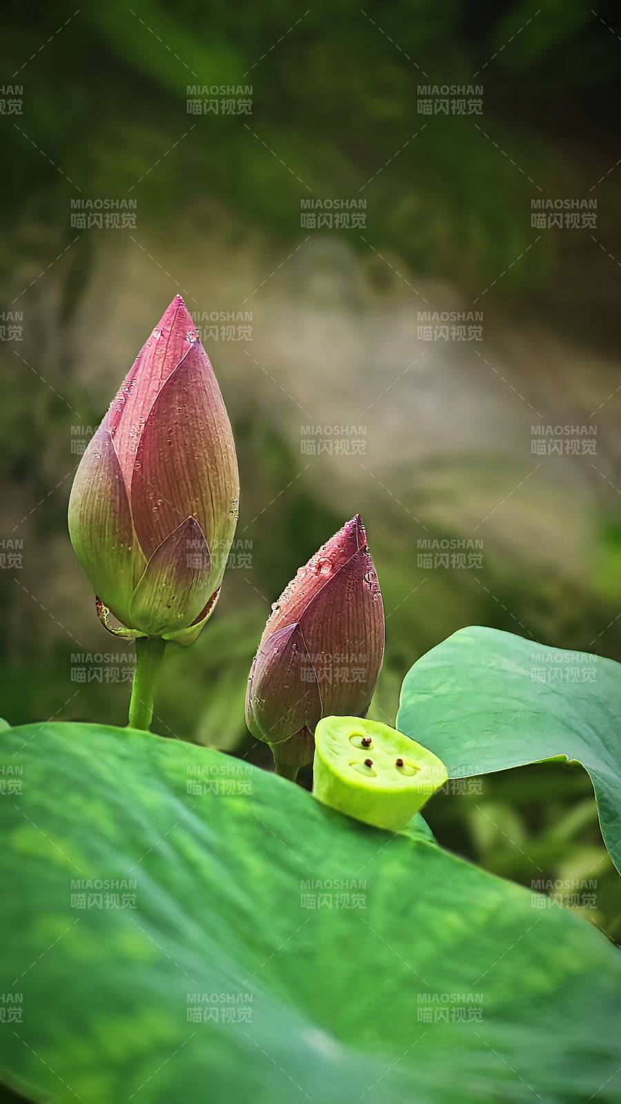 莲花初绽 绿叶相伴图片