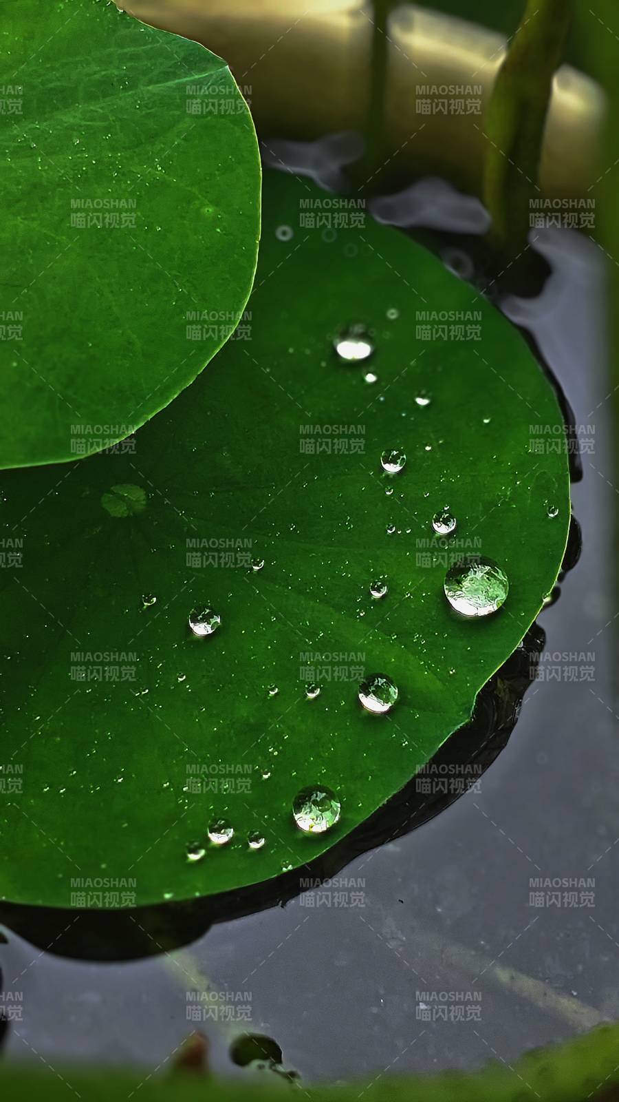 荷叶上的水珠晶莹剔透图片