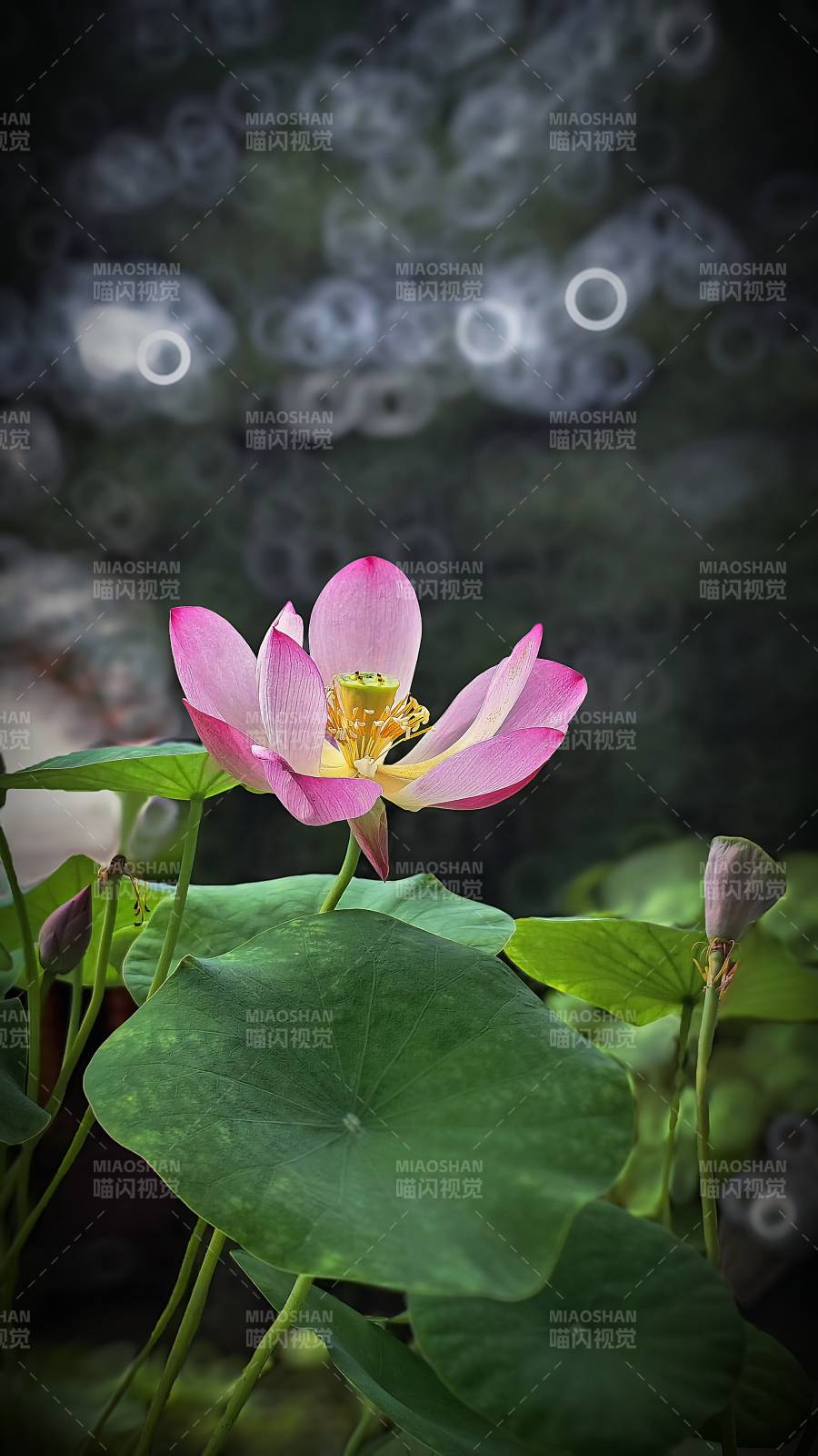 莲花绽放 静谧之美图片