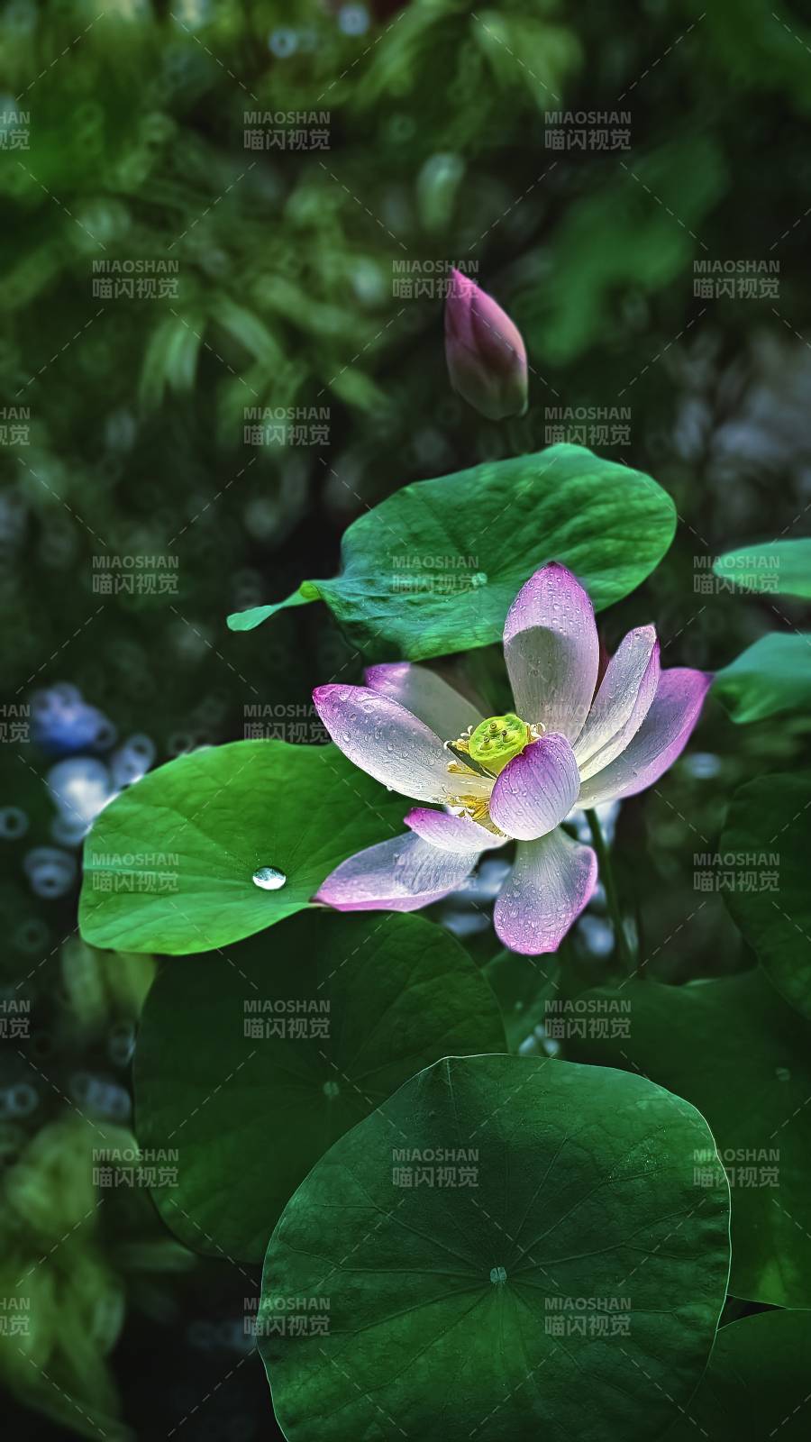 雨后荷花 清新雅致图片