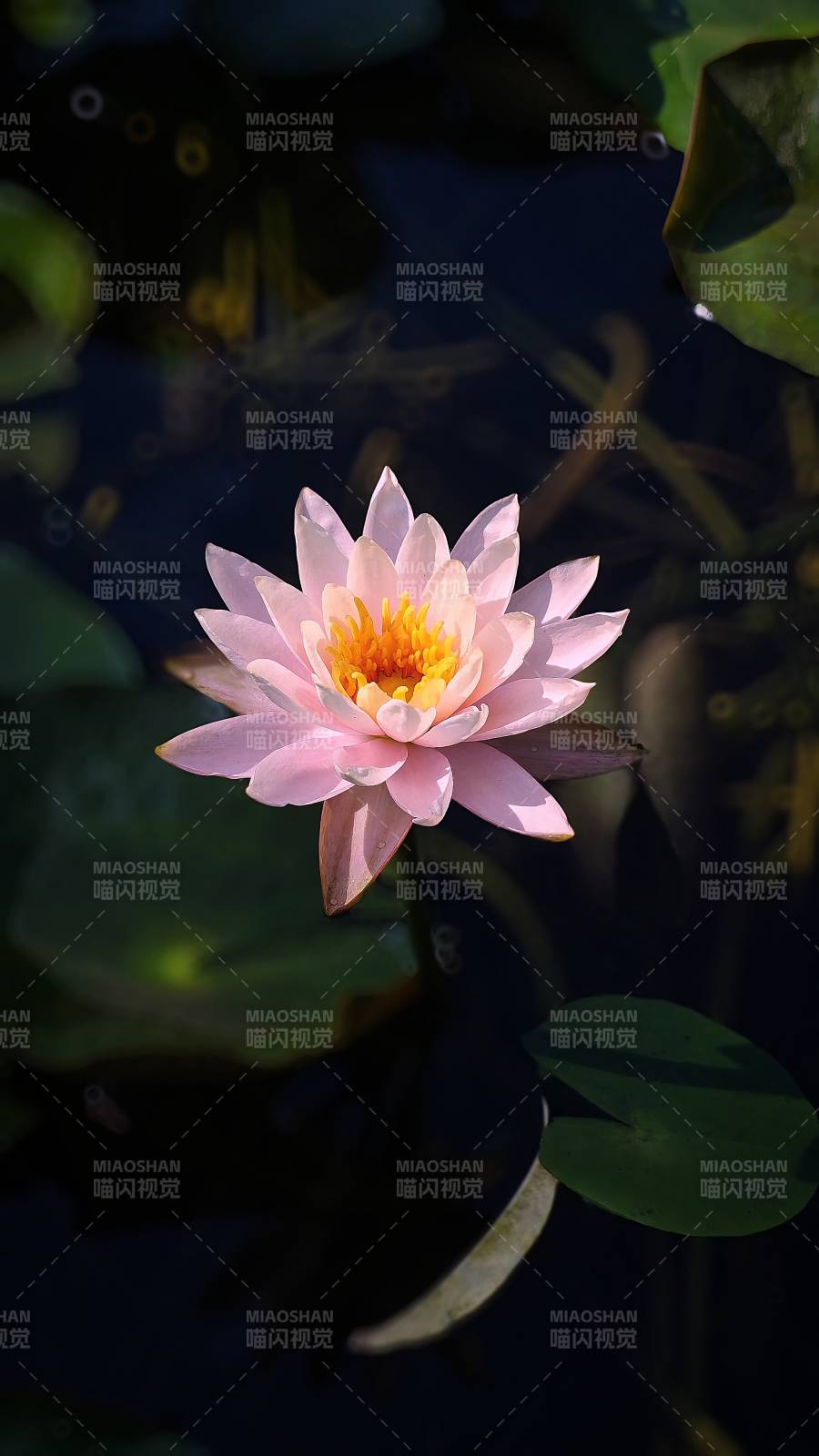 池中粉莲映日辉图片