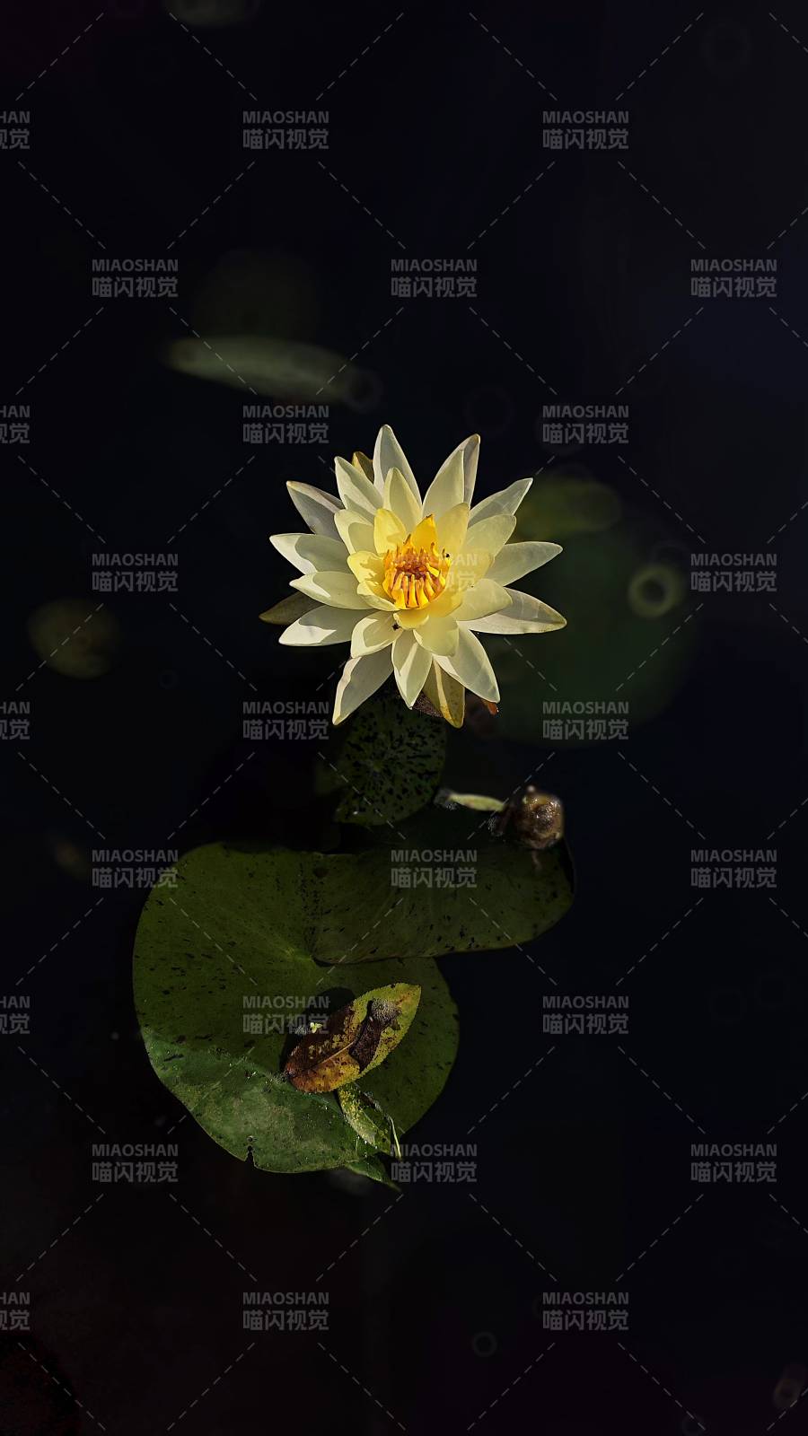 静谧池塘中的莲花绽放图片