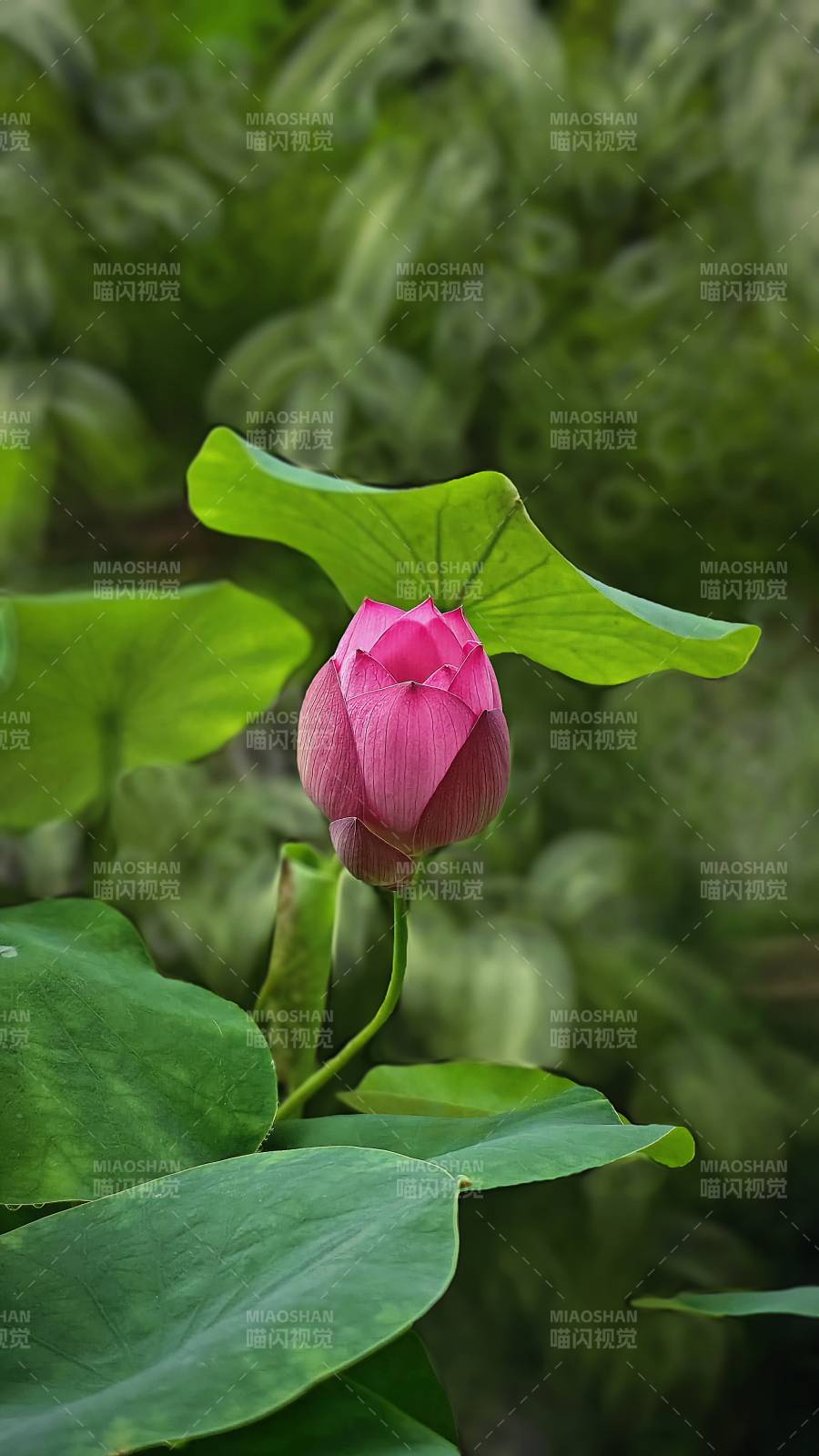 粉莲初绽绿叶间图片