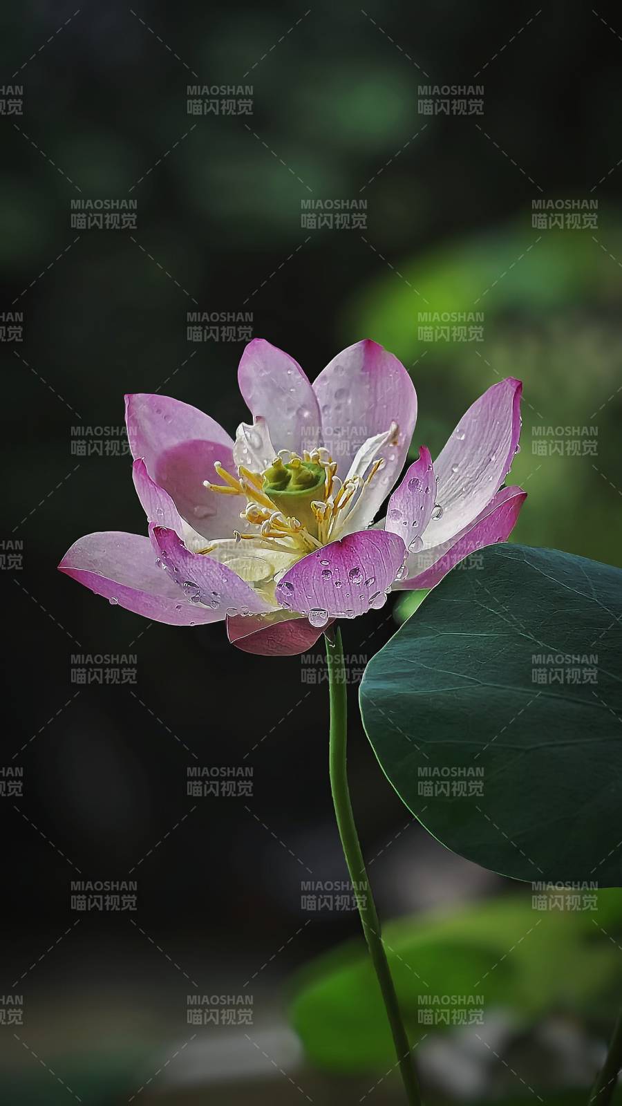 雨后荷花 清新绽放图片