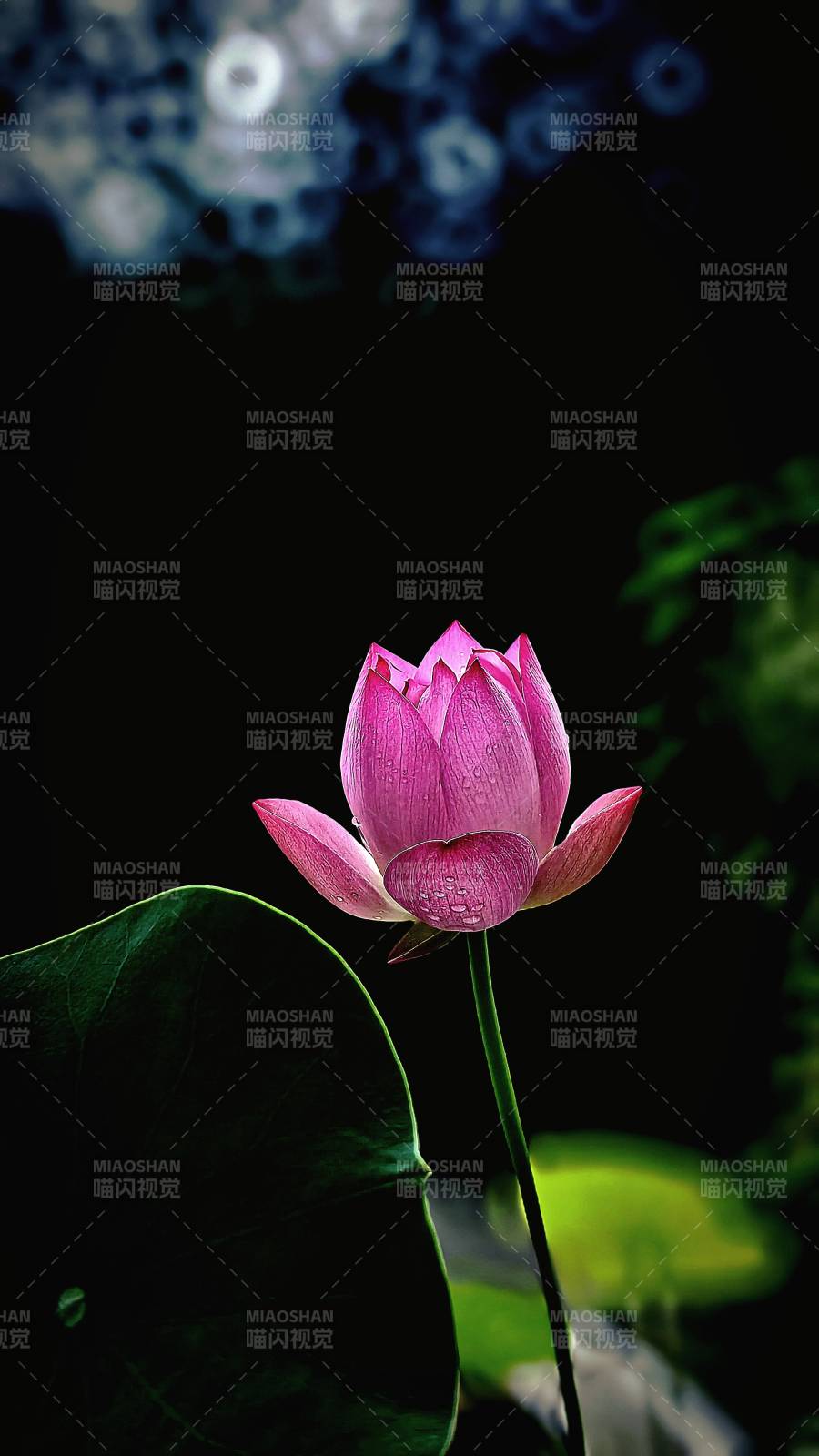 静谧莲花 夜色中的绽放图片