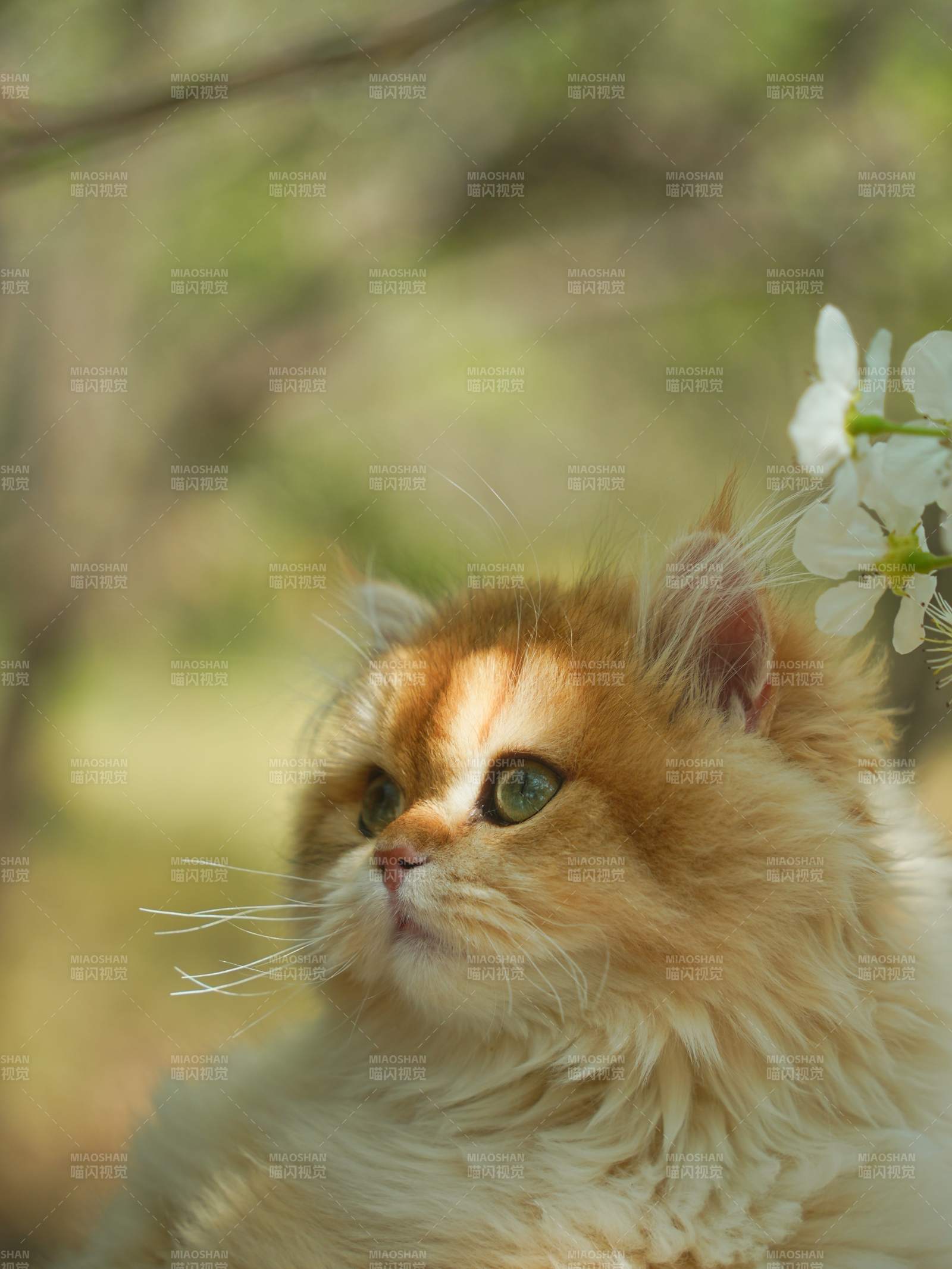 花丛中的金毛猫咪图片