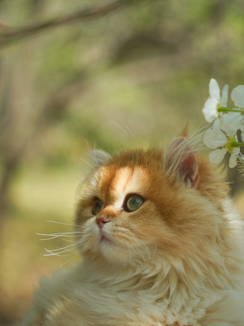 花丛中的金毛猫咪图片