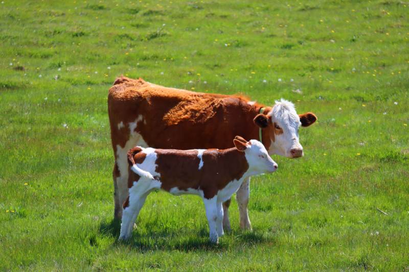 母牛与小牛在草地上图片
