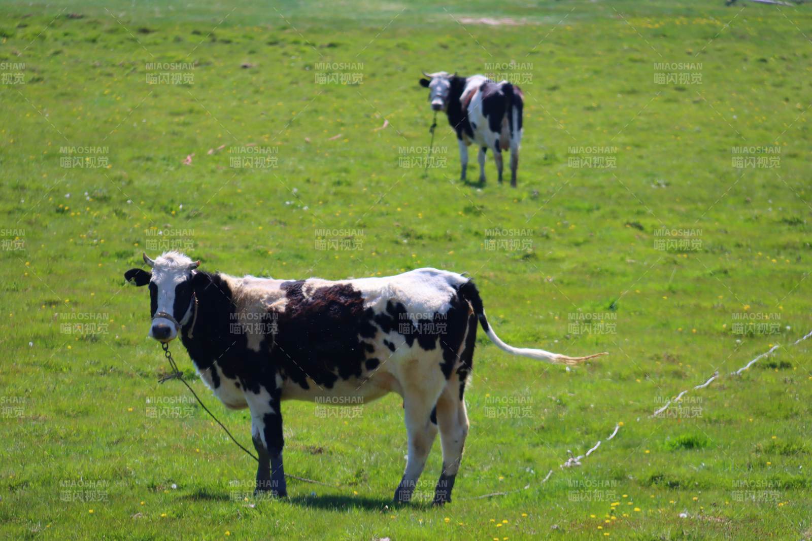 草地上的黑白奶牛图片