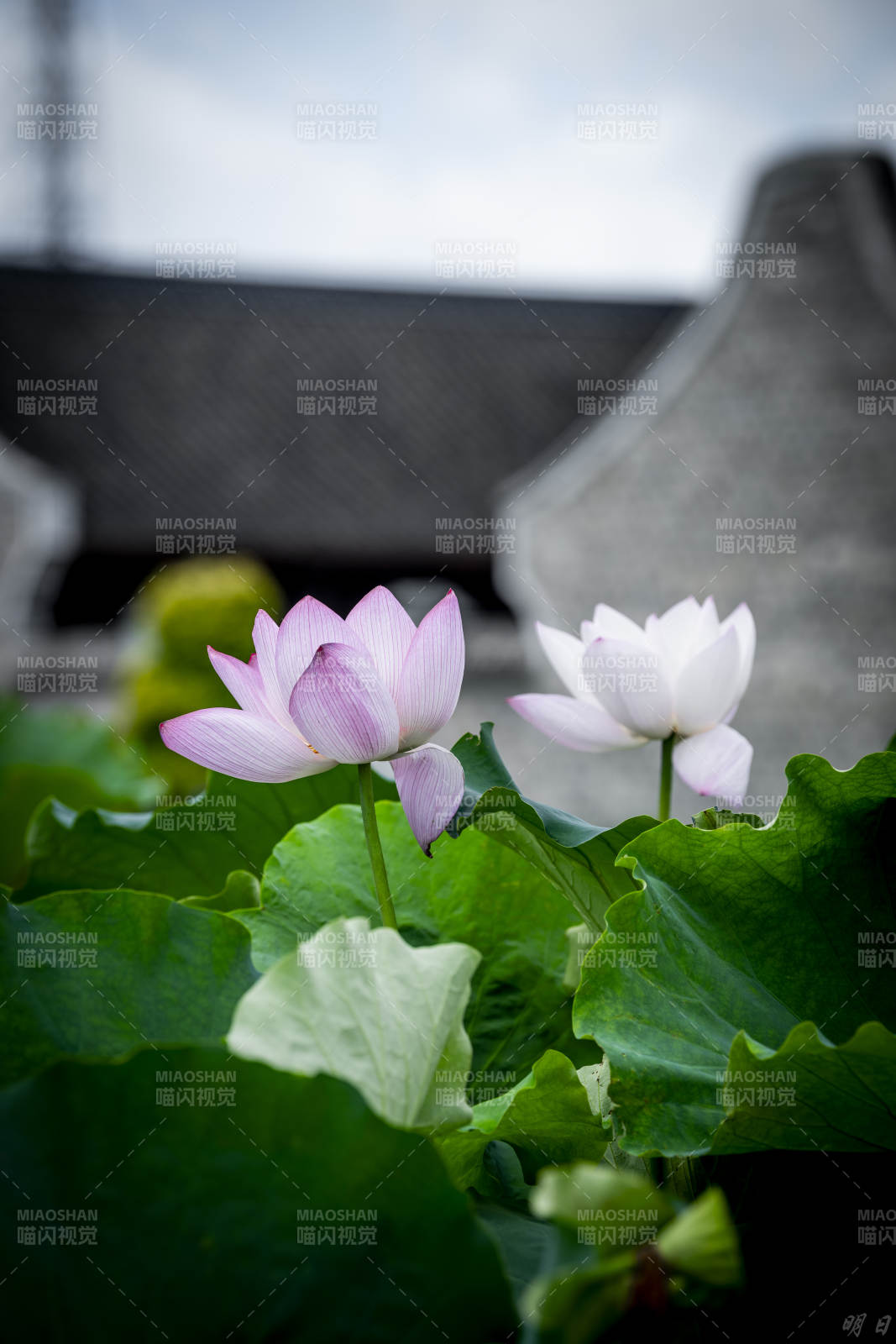 池塘莲花静谧绽放图片