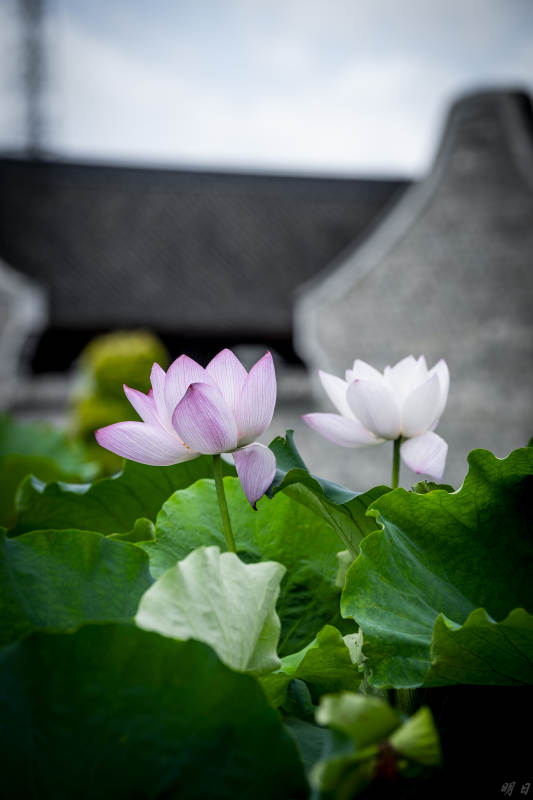 池塘莲花静谧绽放图片