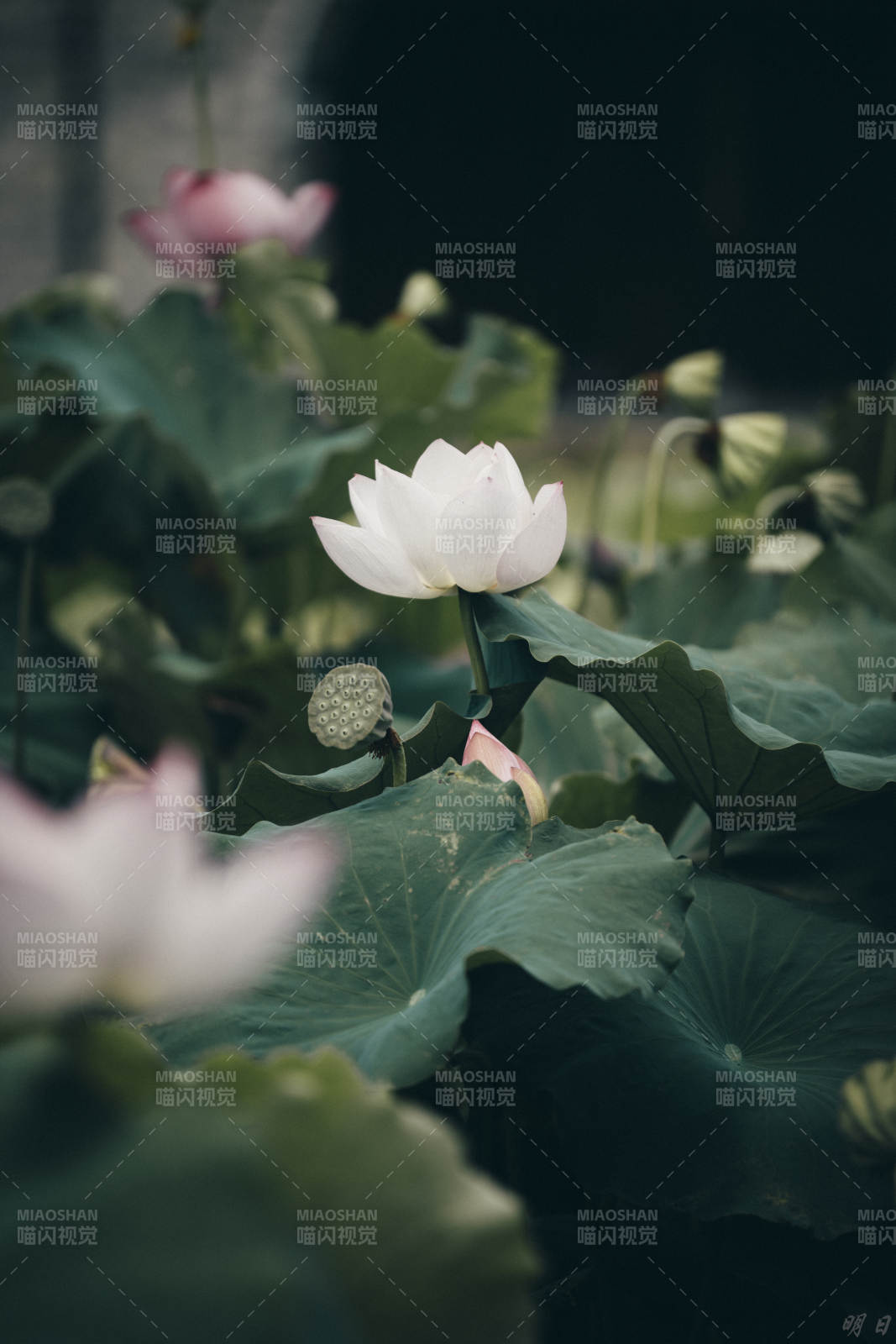 静谧荷塘 白莲绽放图片