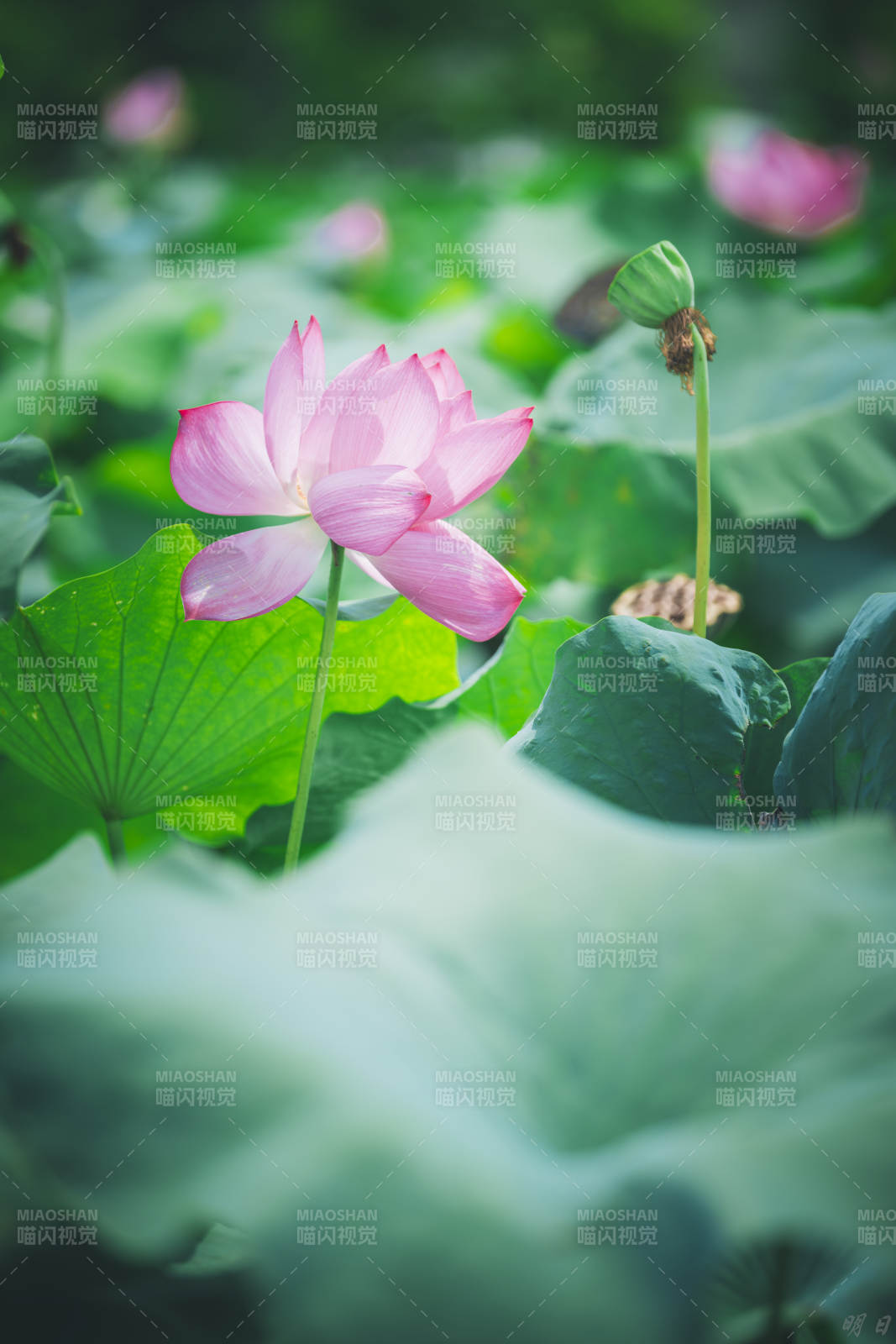 池塘中的粉色莲花图片