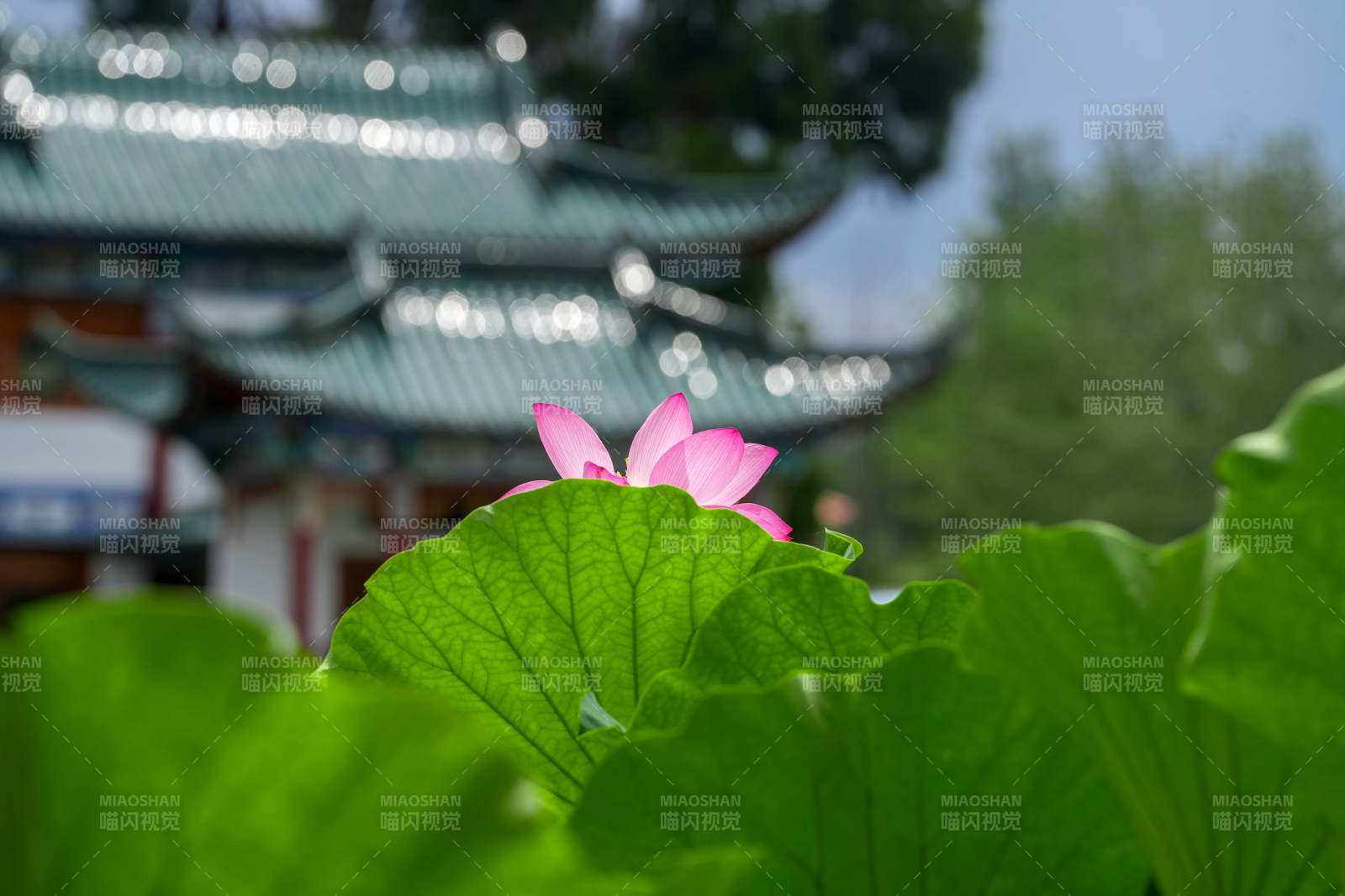荷塘映古寺 静谧之美图片