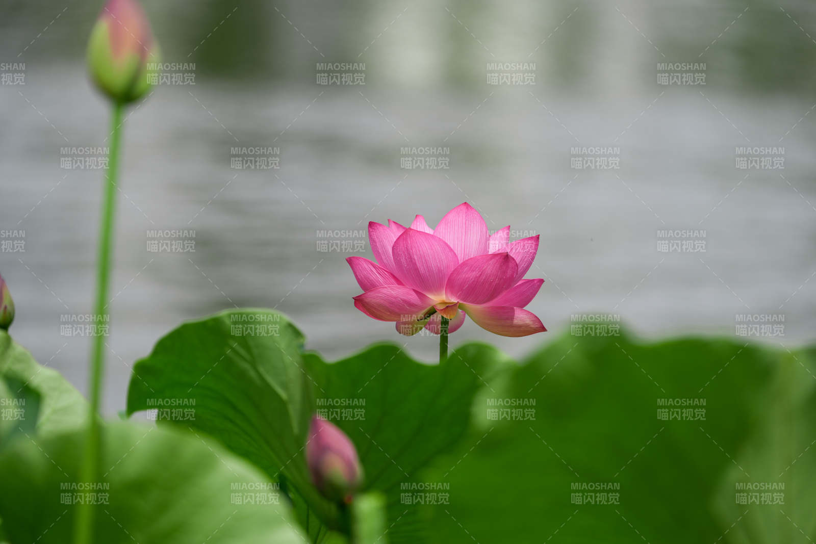 池塘中的粉色莲花图片