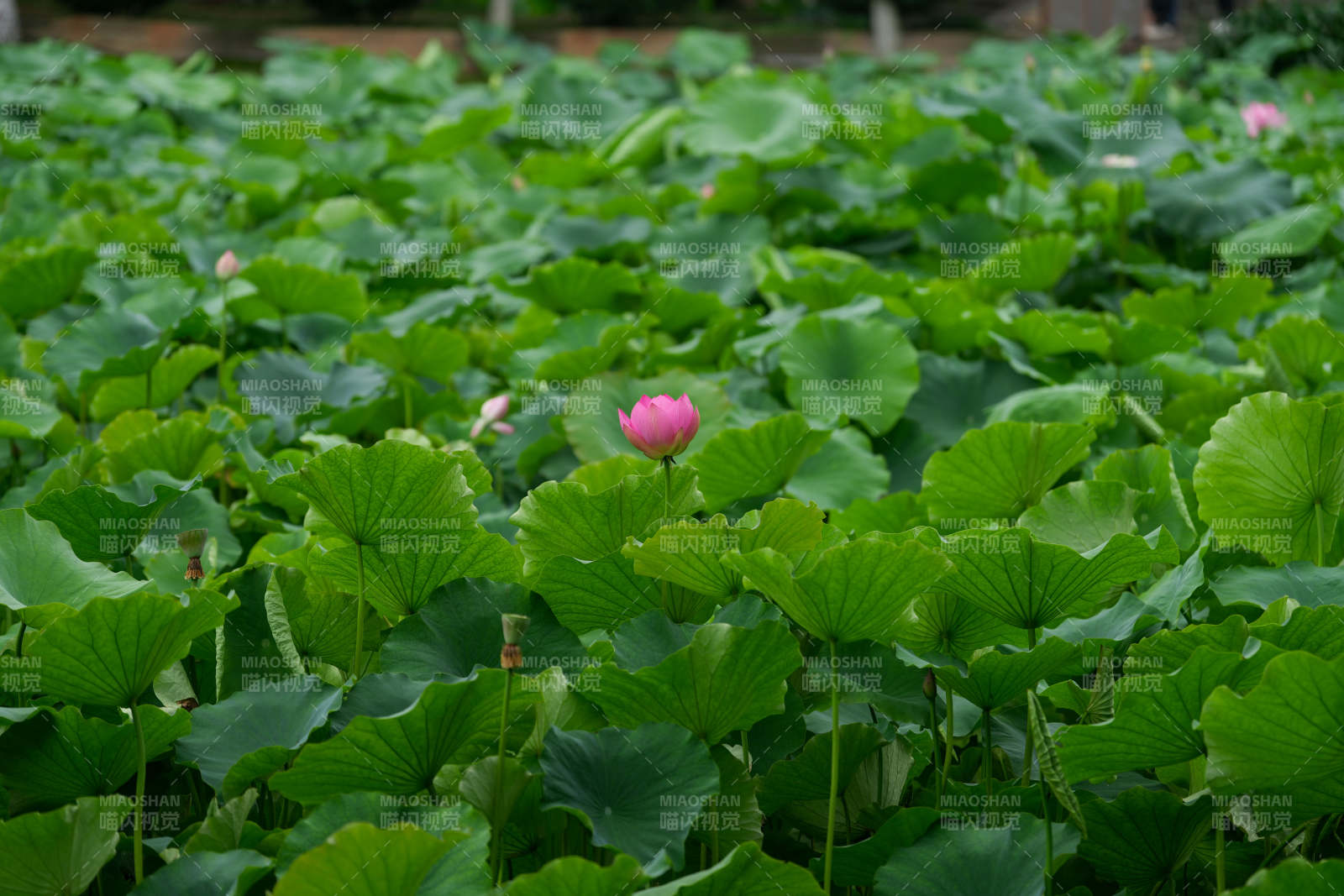 荷塘绿叶映粉莲图片