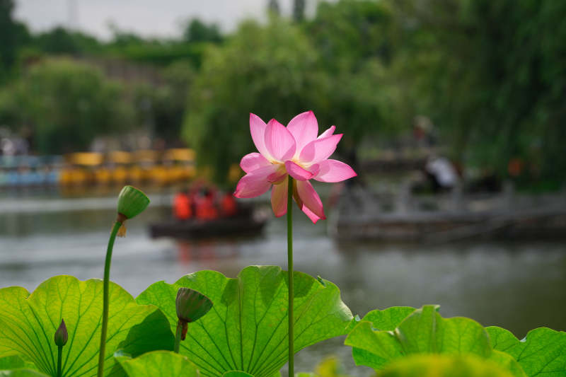 荷塘美景 花开映舟图片