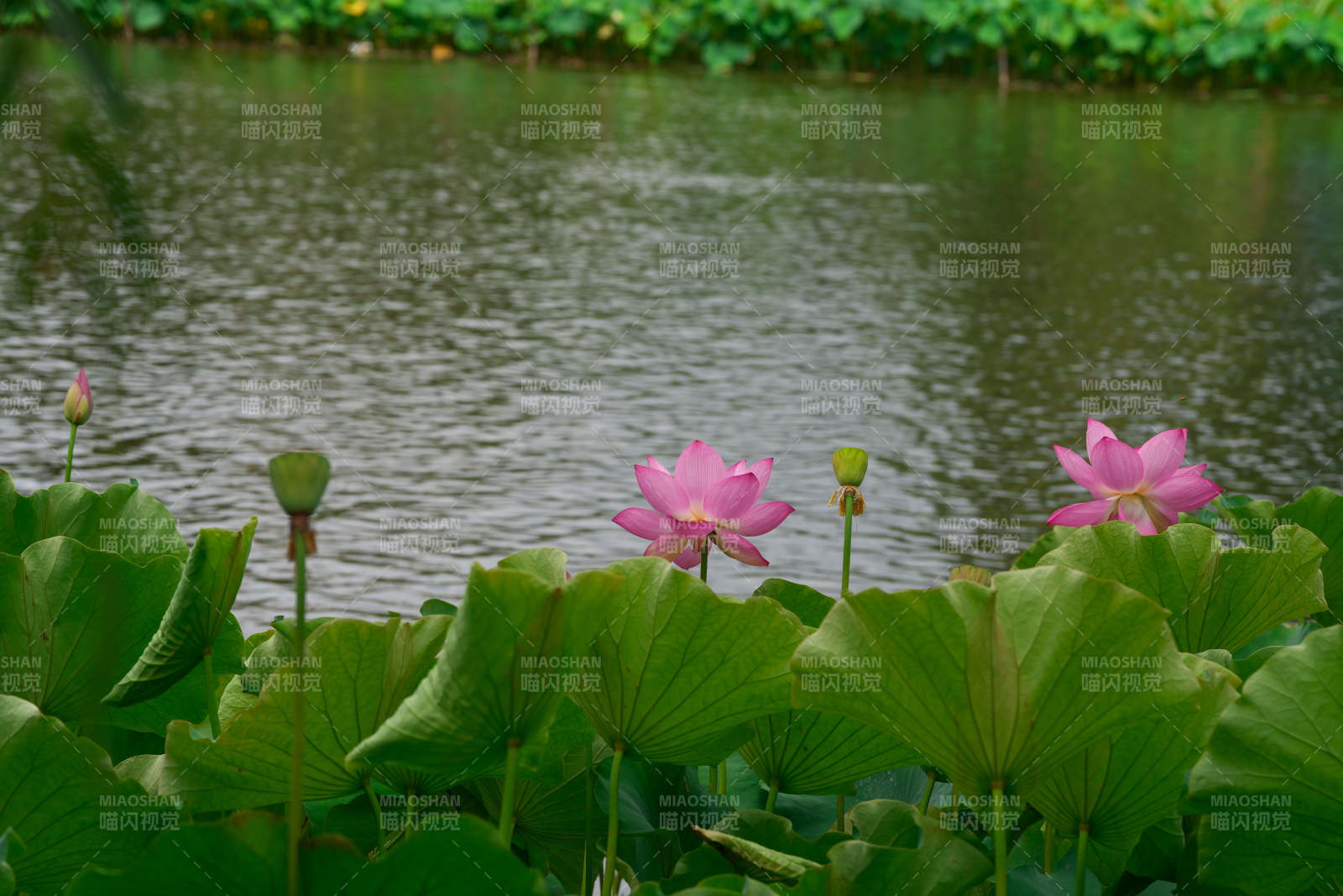 池塘荷花盛开美景图片