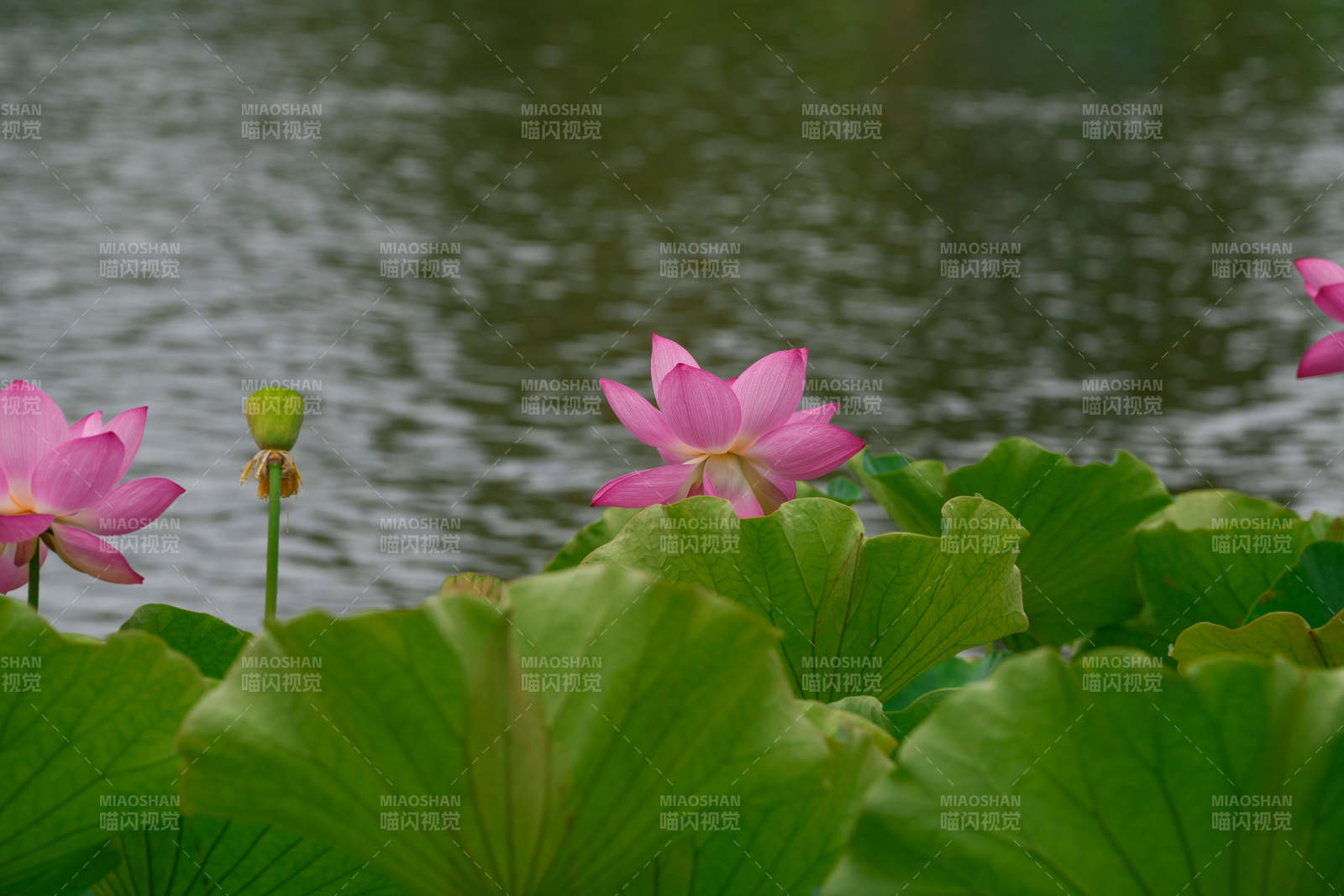 池塘荷花盛开 绿叶相伴图片
