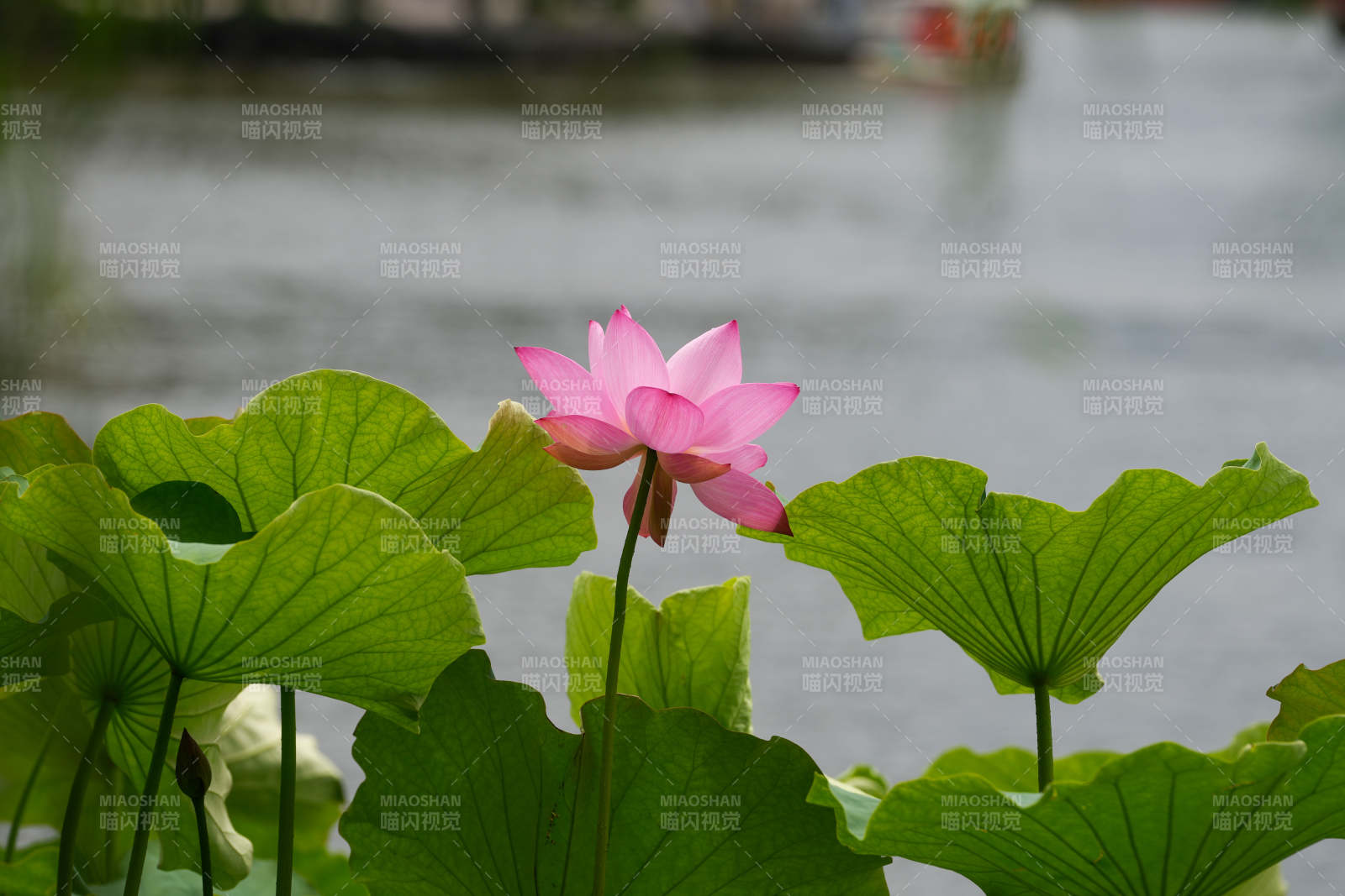 池塘中的粉色莲花图片